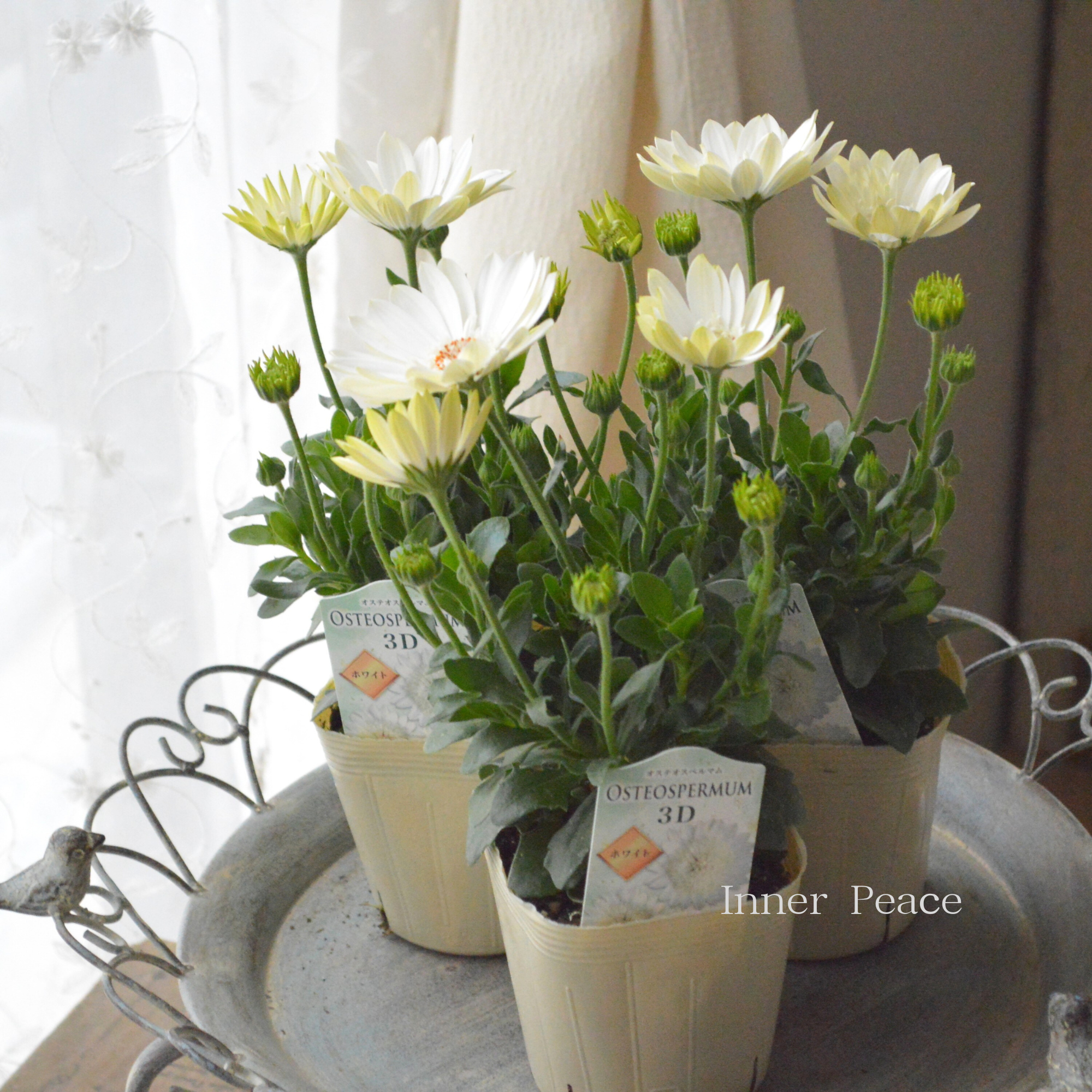 【美しい】 オステオスペルマム　『３D・ホワイト』   3.5寸POT