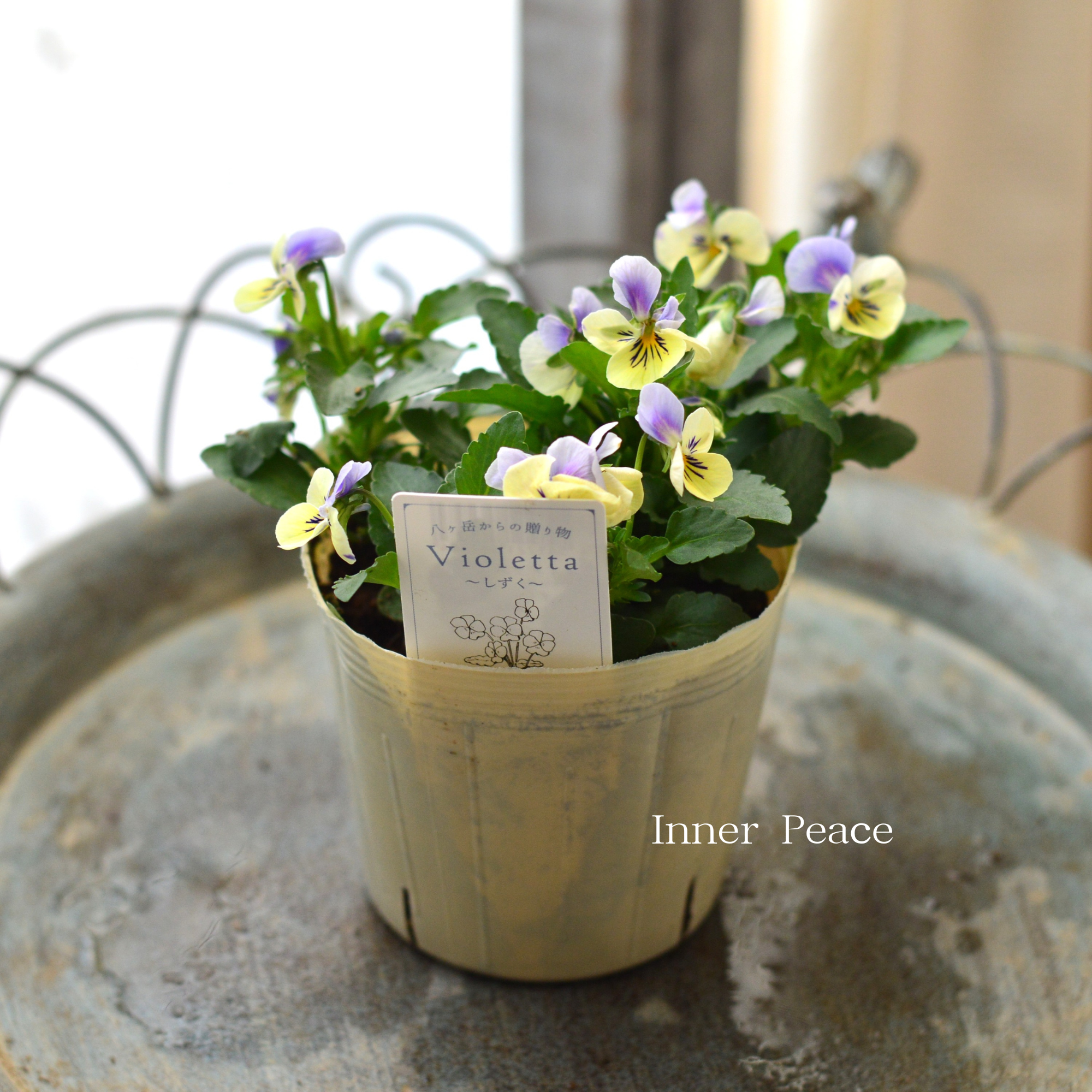 VEGIHANA FARMさん】 小輪ビオラ 『ビオレッタ・しずく D』 3.5寸POT VEGIHANA FARMさん】 小輪ビオラ 『ビオレッタ・しずく D』 3.5寸POT