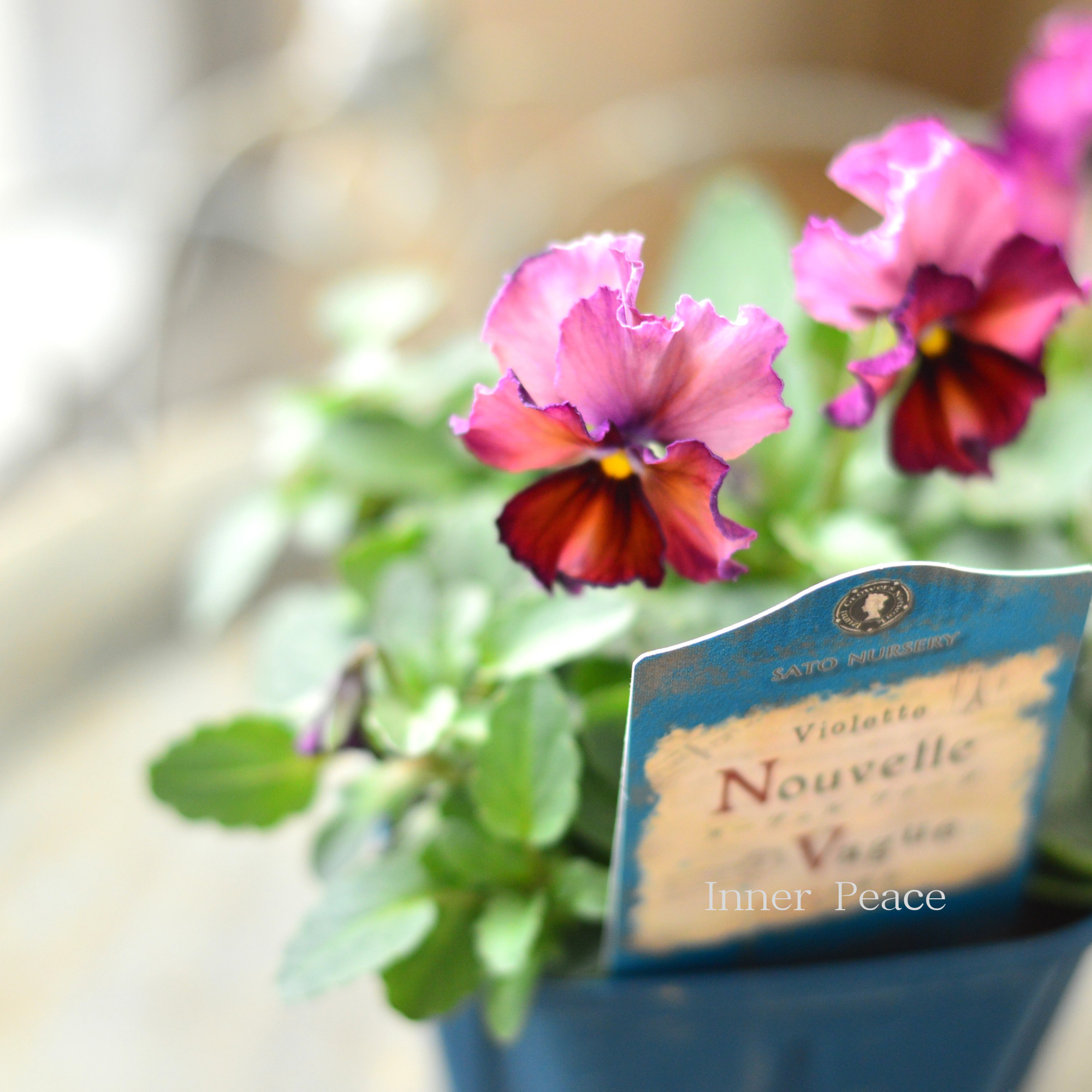 【サトウ園芸さん】 ビオラ 『ヌーベルヴァーグ～すみれの革命～　E』　　3.5寸硬質POT