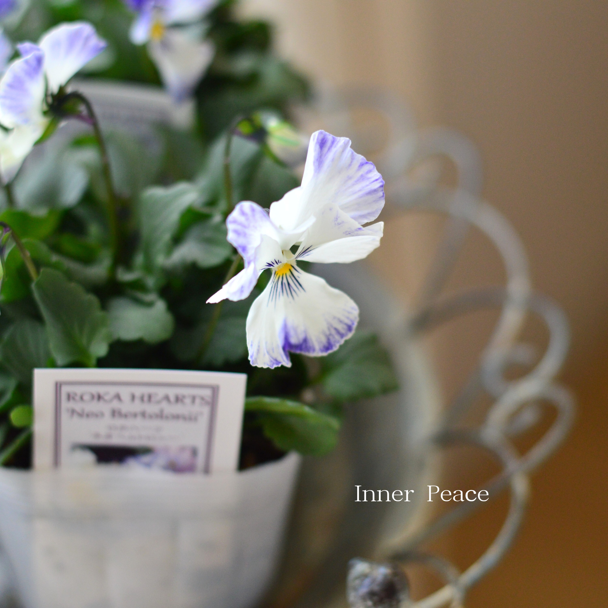 【美しい】 ビオラ　ロカハーツ　『ネオベルトロニー・E』　　3.5寸POT