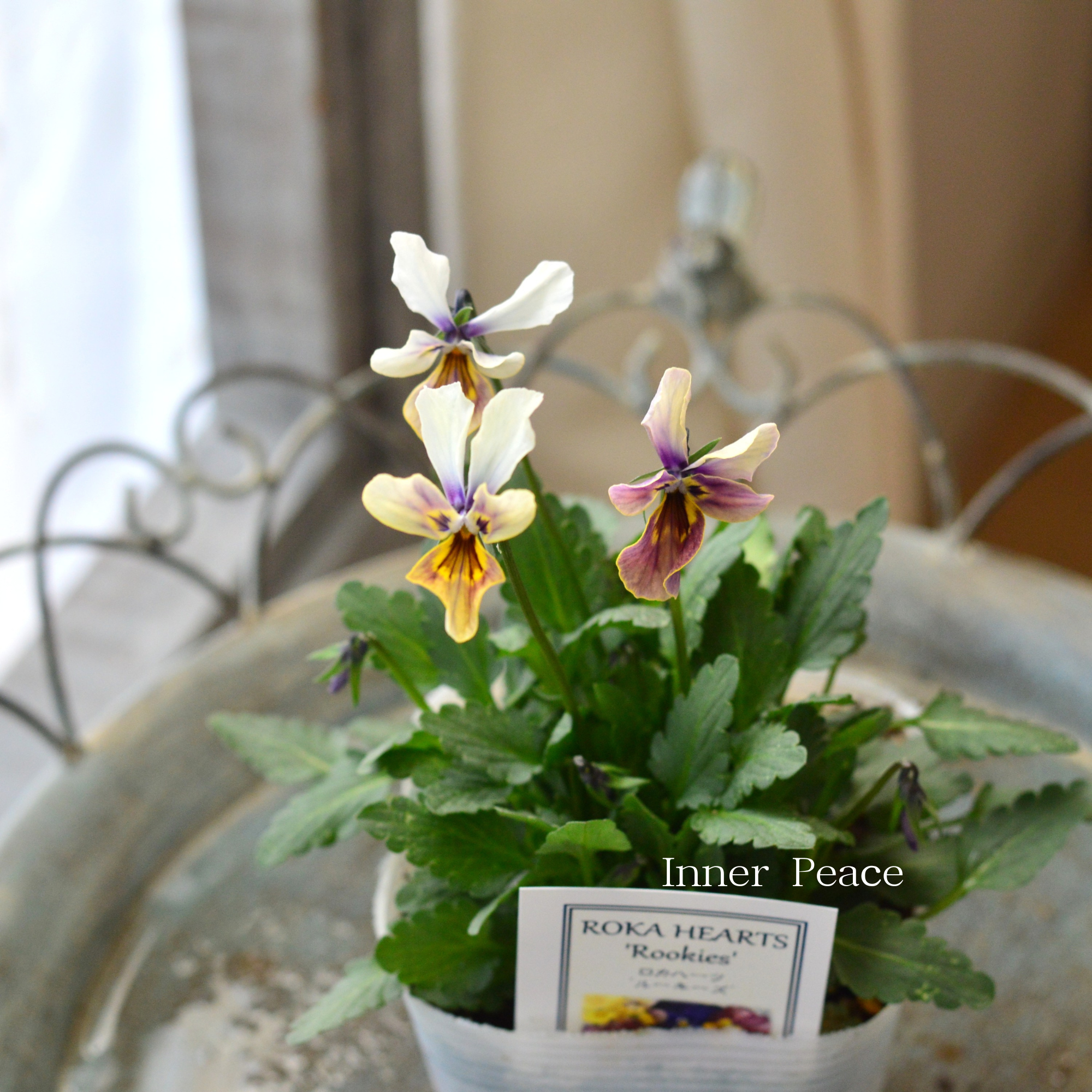 【美しい】 ビオラ　ロカハーツ　『ルーキーズ・E』　　3.5寸POT