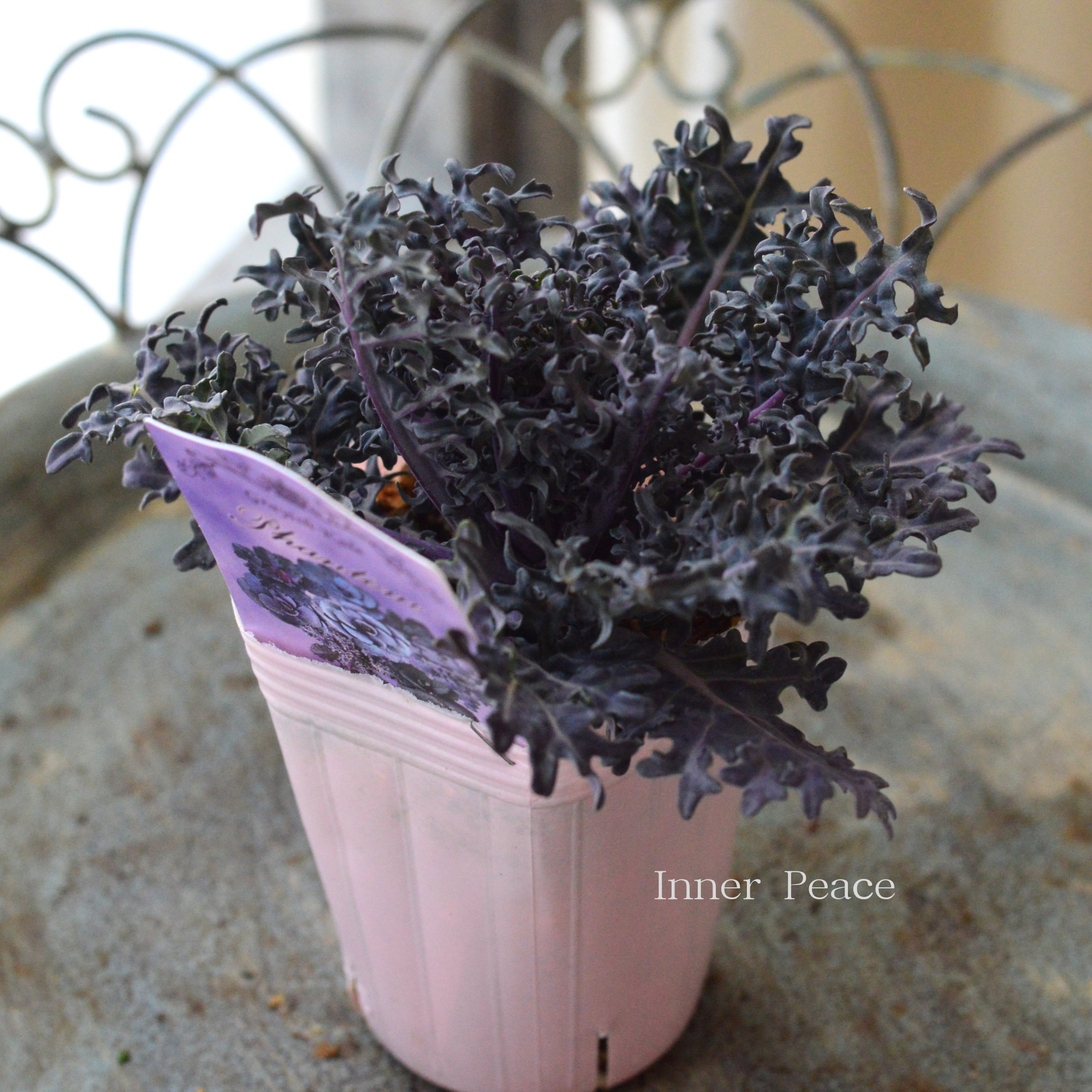 【k-plantsさん】 グレイッシュケール　『ファントム・E』   2寸POT