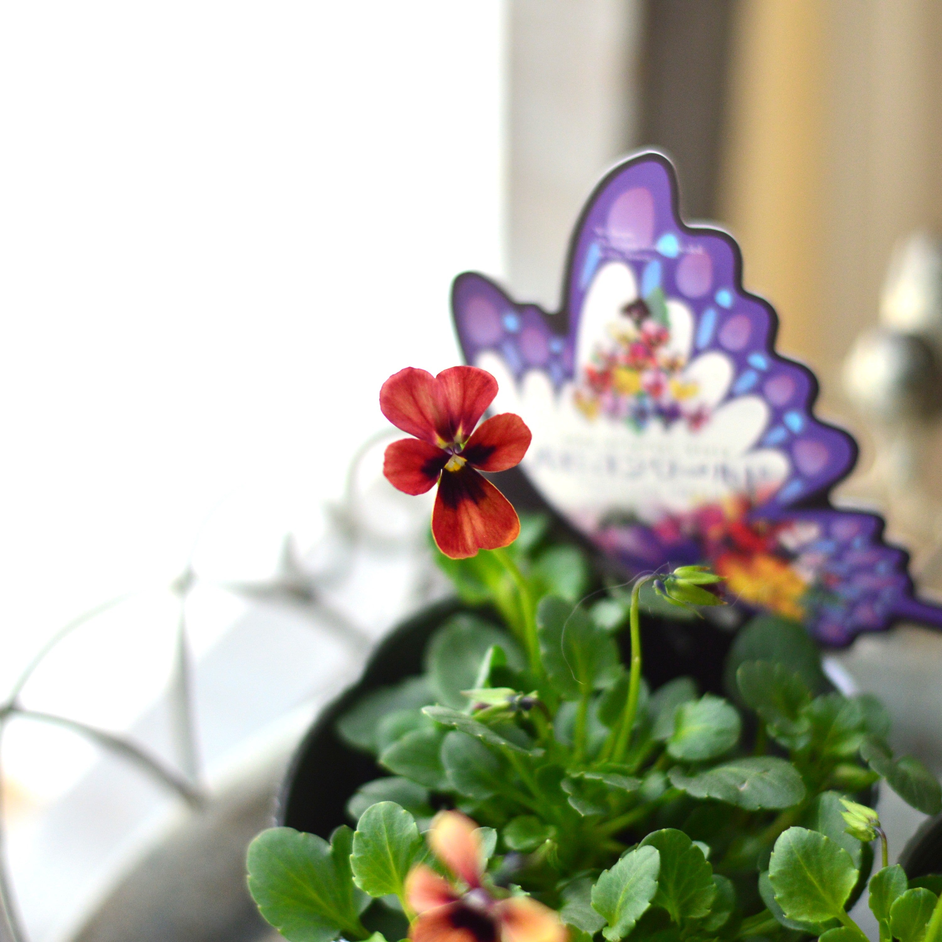 【うえたさん育種】 ビオラ 『パピヨンワールド・E』　3.5寸POT