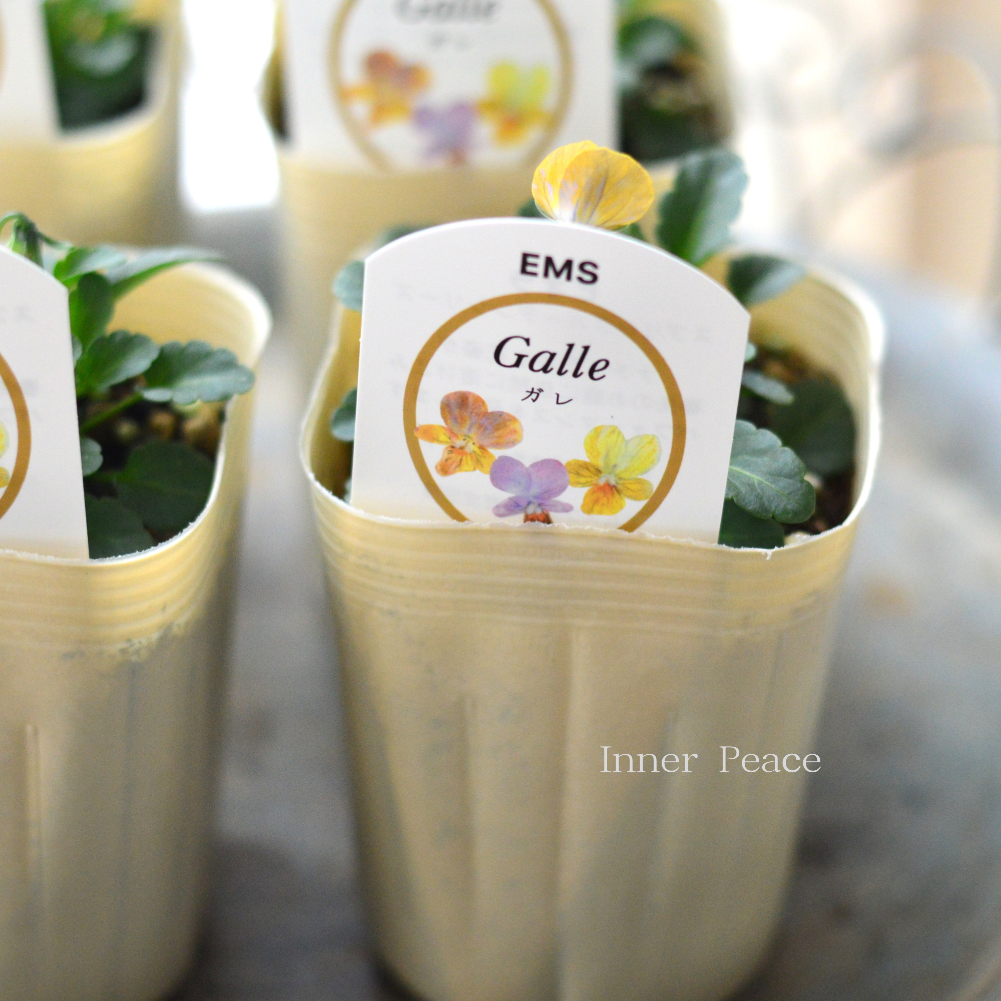 【エムズファームさん】 EMSビオラ　『Galle   ～ガレ～』　　3寸ロングPOT