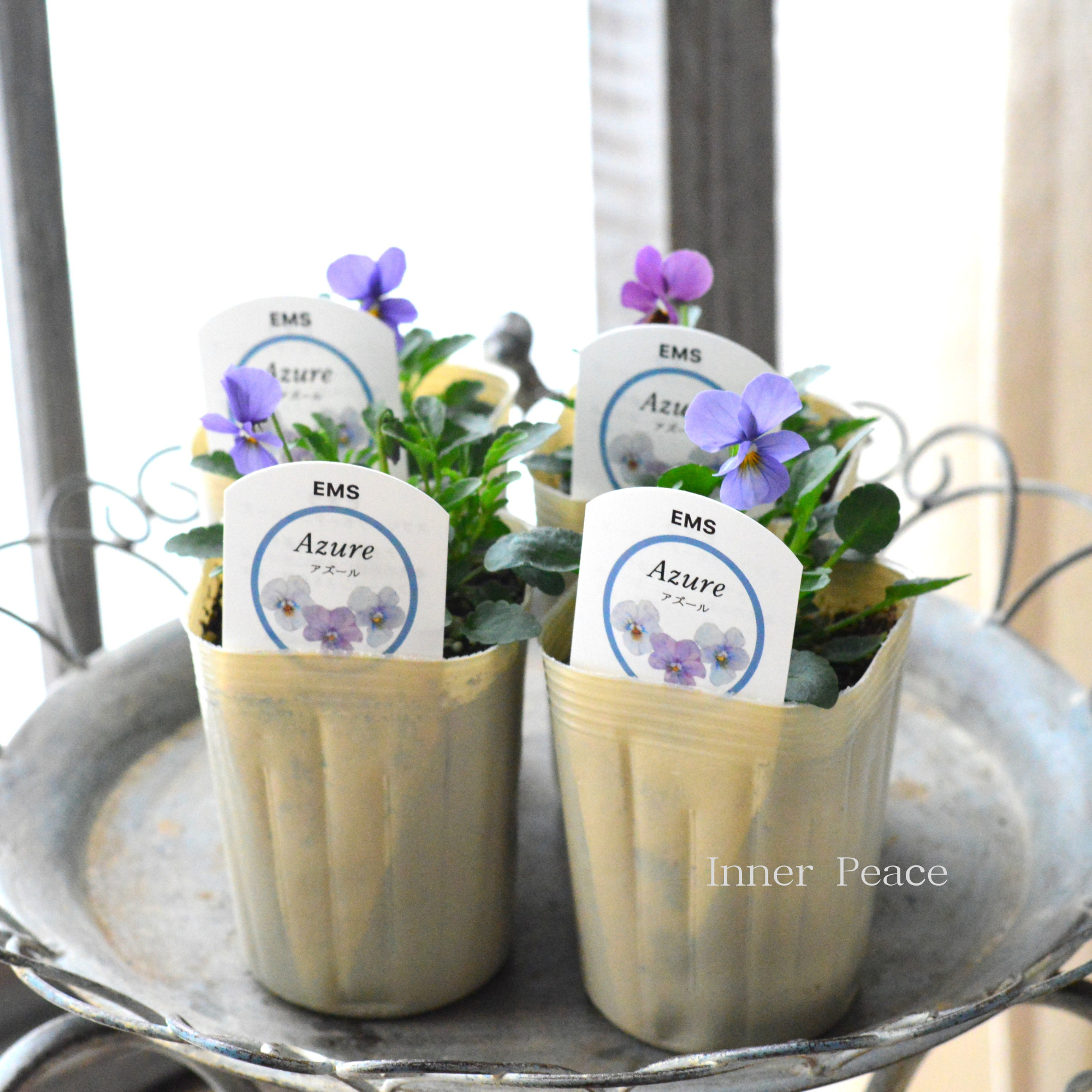 【エムズファームさん】 EMSビオラ　『Azure  ～アズール～』　　3寸ロングPOT