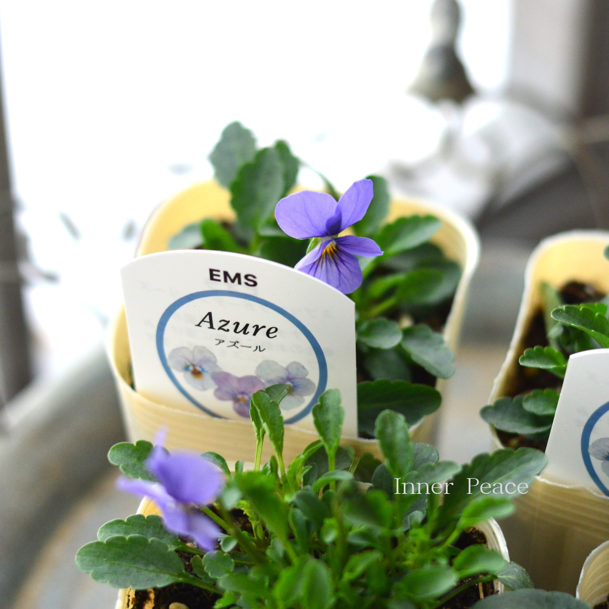【エムズファームさん】 EMSビオラ　『Azure  ～アズール～』　　3寸ロングPOT
