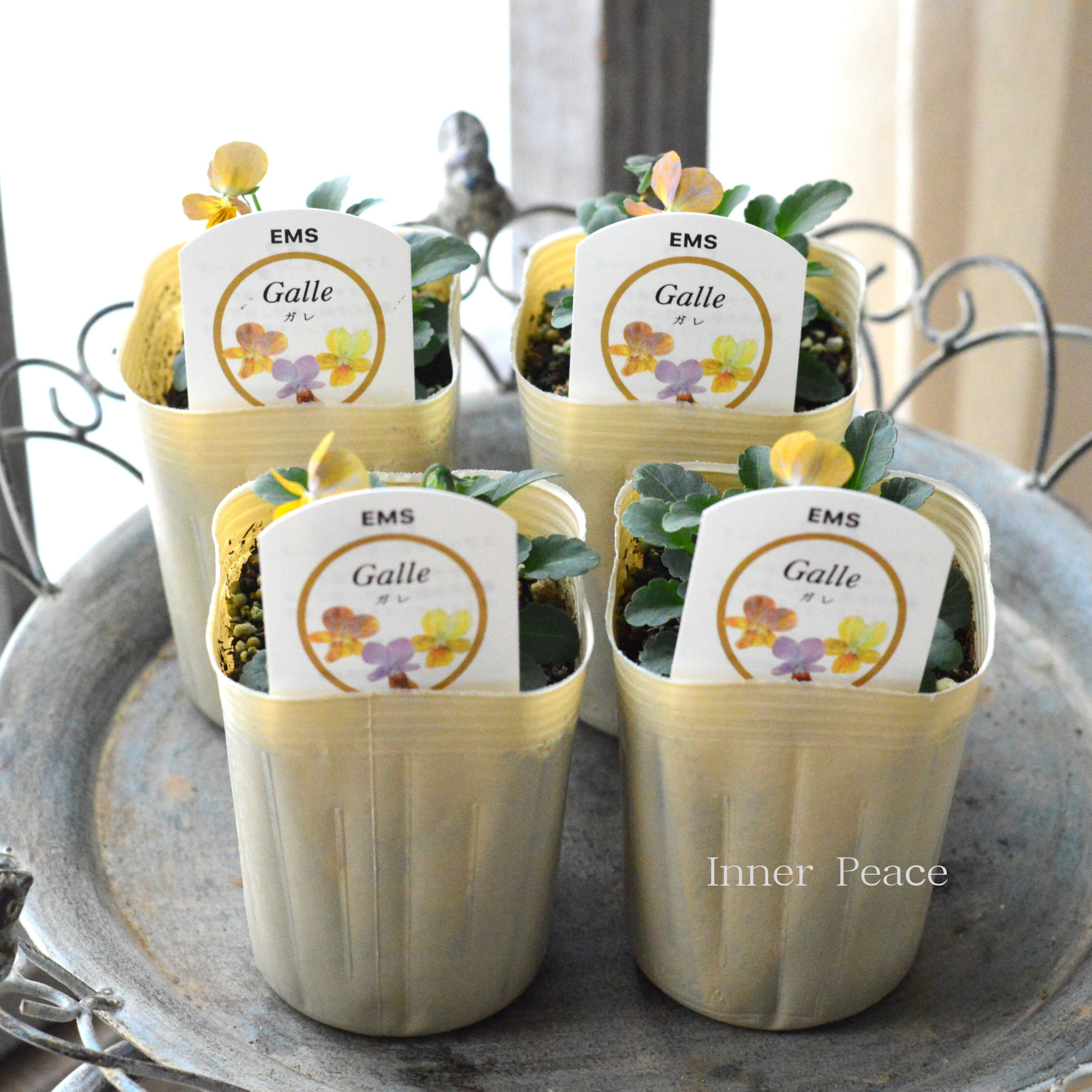 【エムズファームさん】 EMSビオラ　『Galle   ～ガレ～』　　3寸ロングPOT