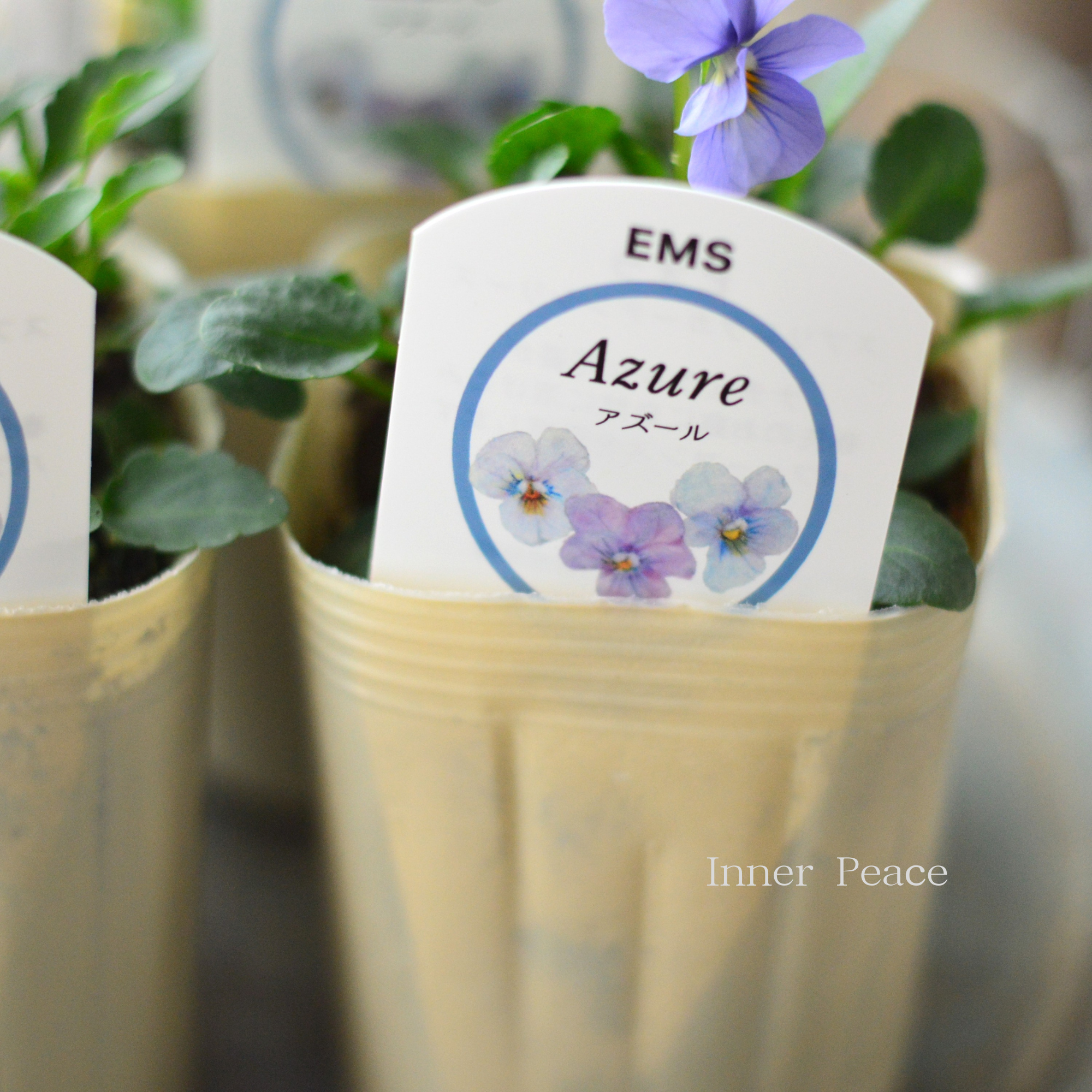 【エムズファームさん】 EMSビオラ　『Azure  ～アズール～』　　3寸ロングPOT