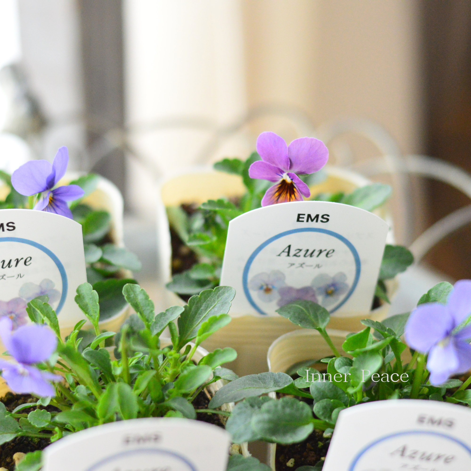 【エムズファームさん】 EMSビオラ　『Azure  ～アズール～』　　3寸ロングPOT