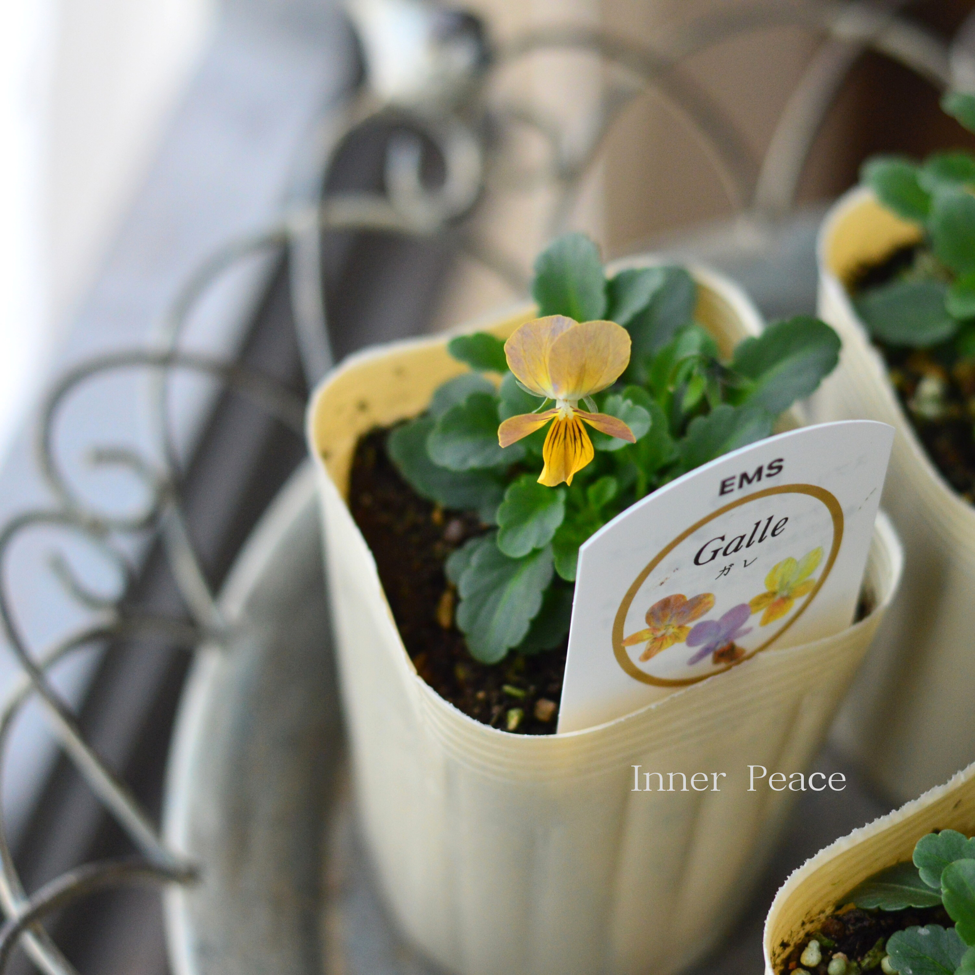 【エムズファームさん】 EMSビオラ　『Galle   ～ガレ～』　　3寸ロングPOT