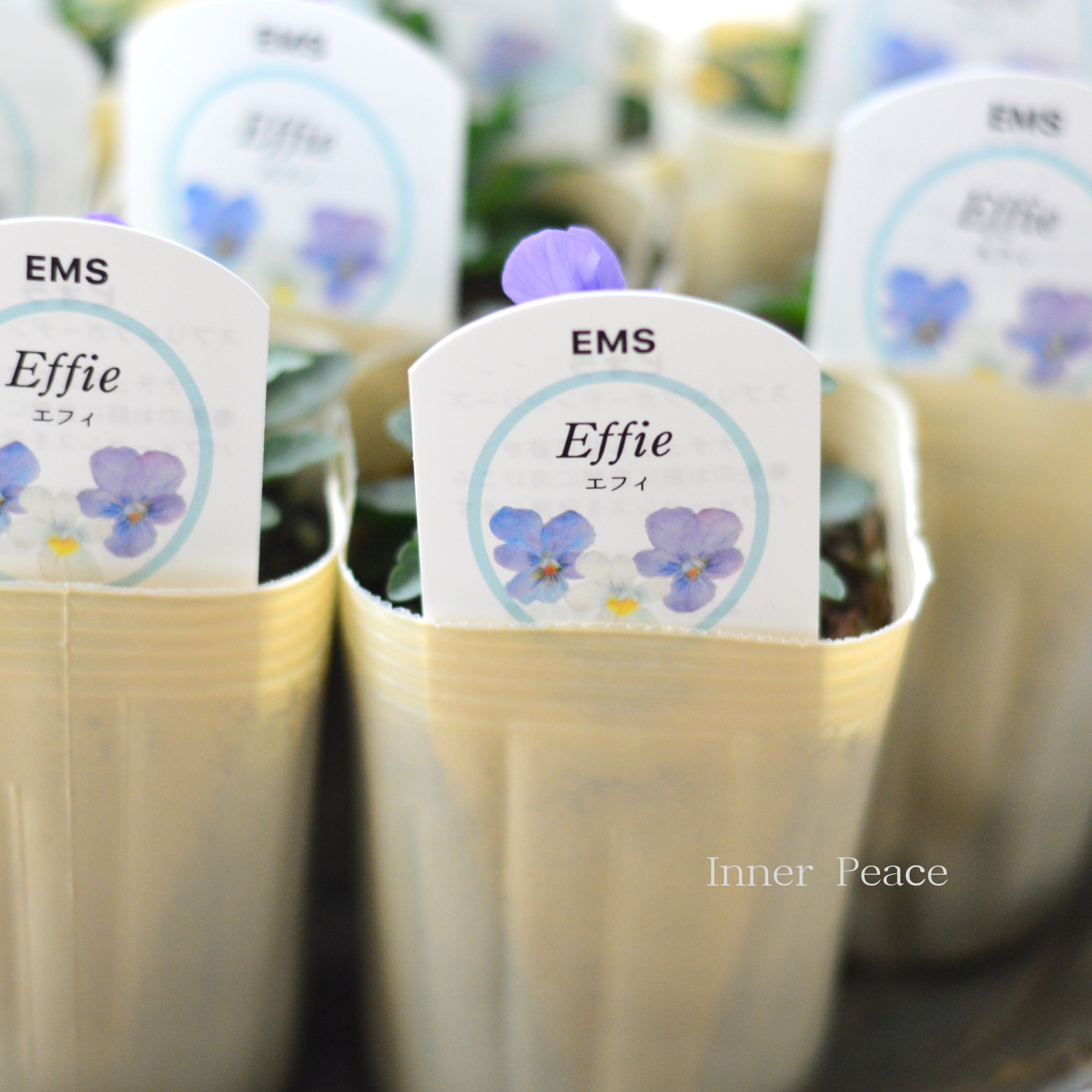 【エムズファームさん】 EMSビオラ　『Effie  ～エフィ～』　　3寸ロングPOT