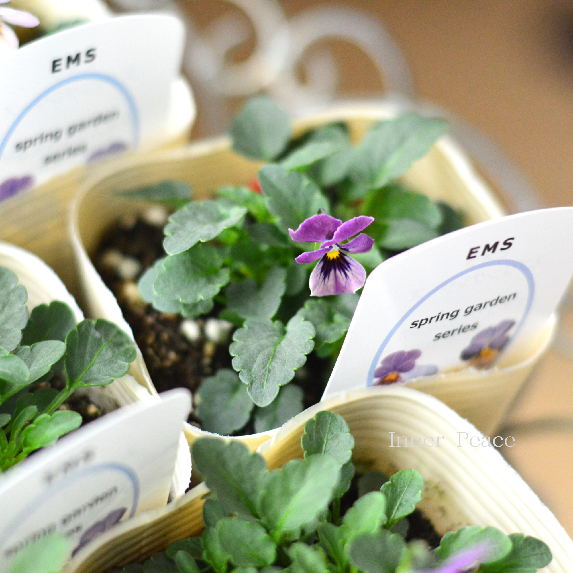 【エムズファームさん】 EMSビオラ　『スプリングガーデンシリーズ』　　3寸ロングPOT