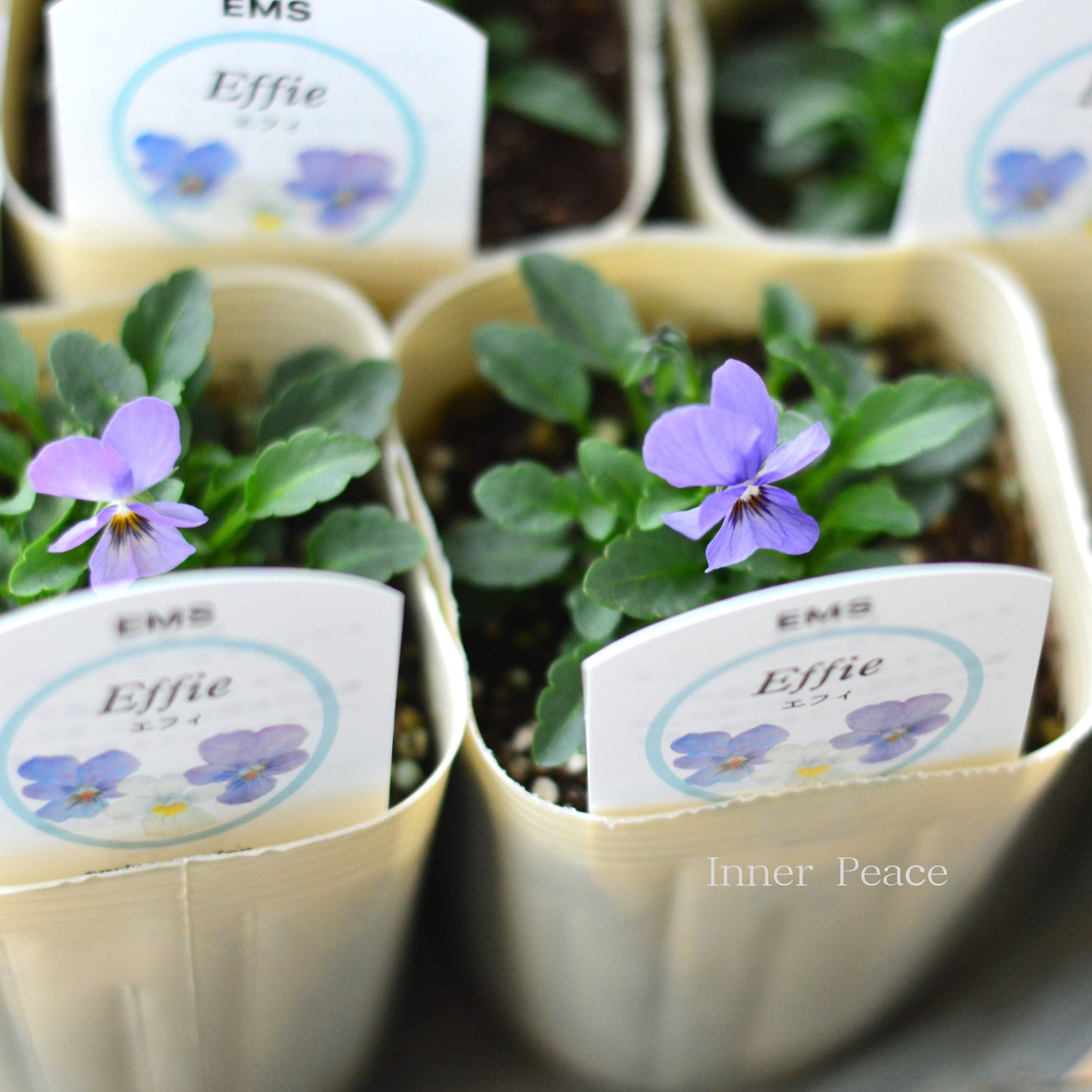【エムズファームさん】 EMSビオラ　『Effie  ～エフィ～』　　3寸ロングPOT