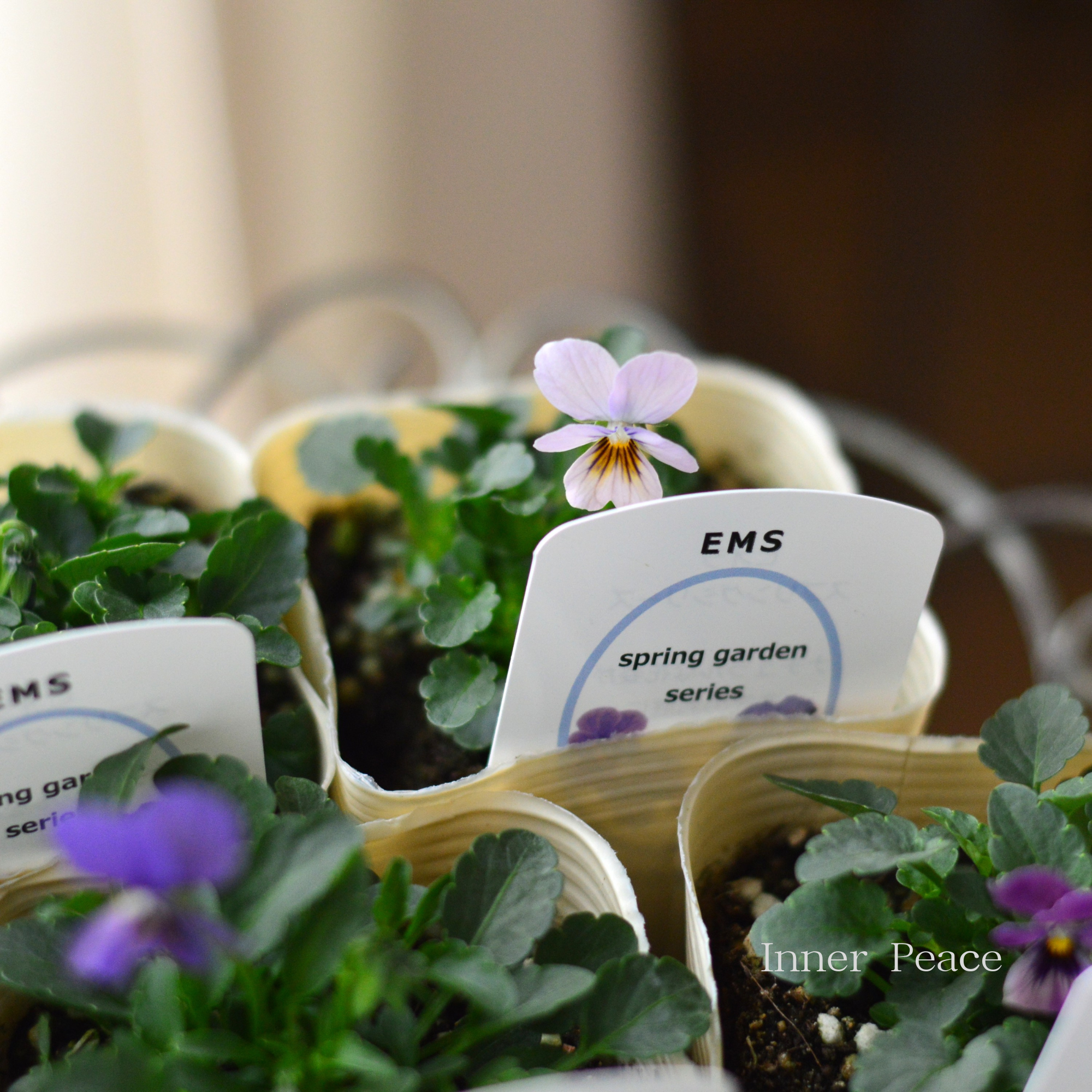 【エムズファームさん】 EMSビオラ　『スプリングガーデンシリーズ』　　3寸ロングPOT