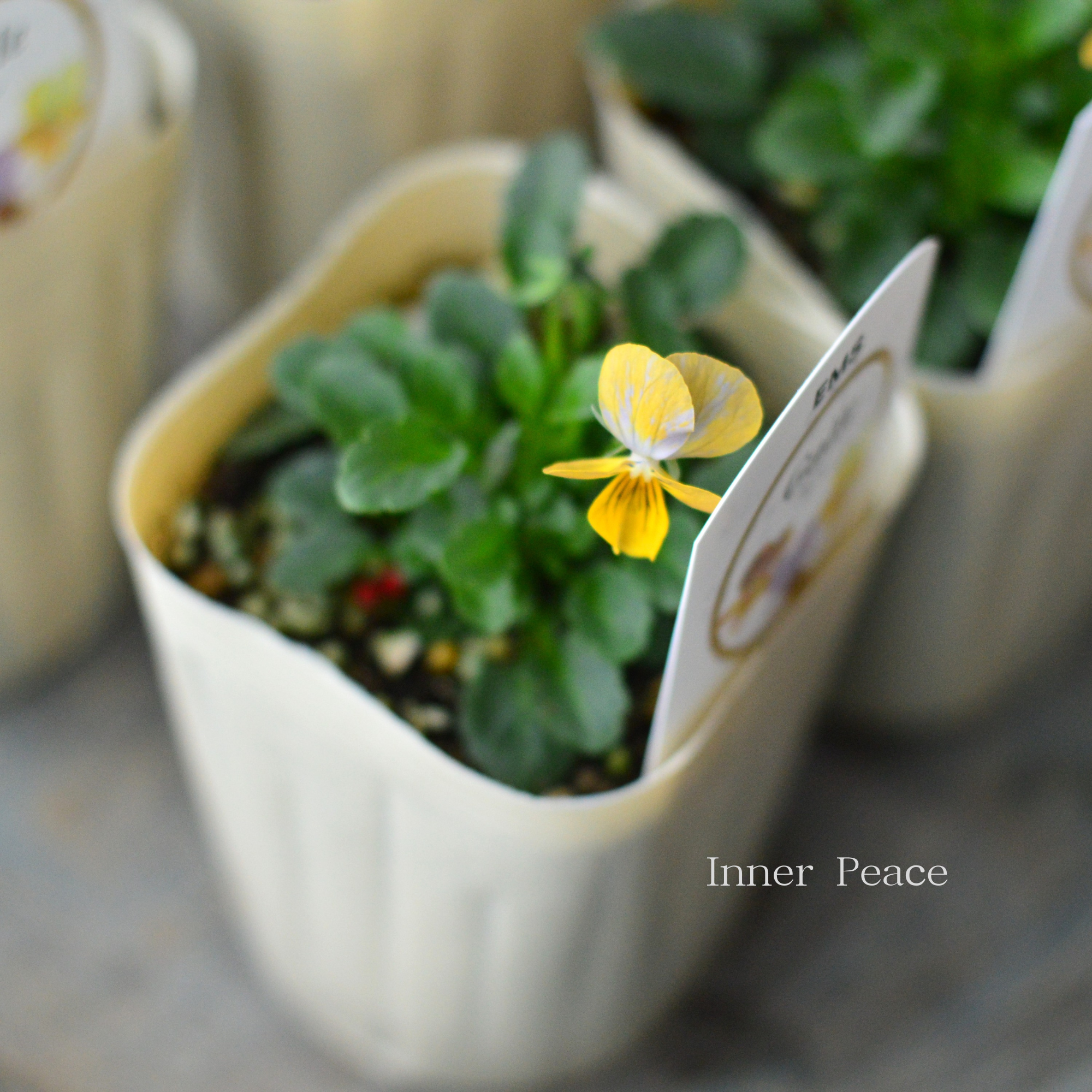 【エムズファームさん】 EMSビオラ　『Galle   ～ガレ～』　　3寸ロングPOT