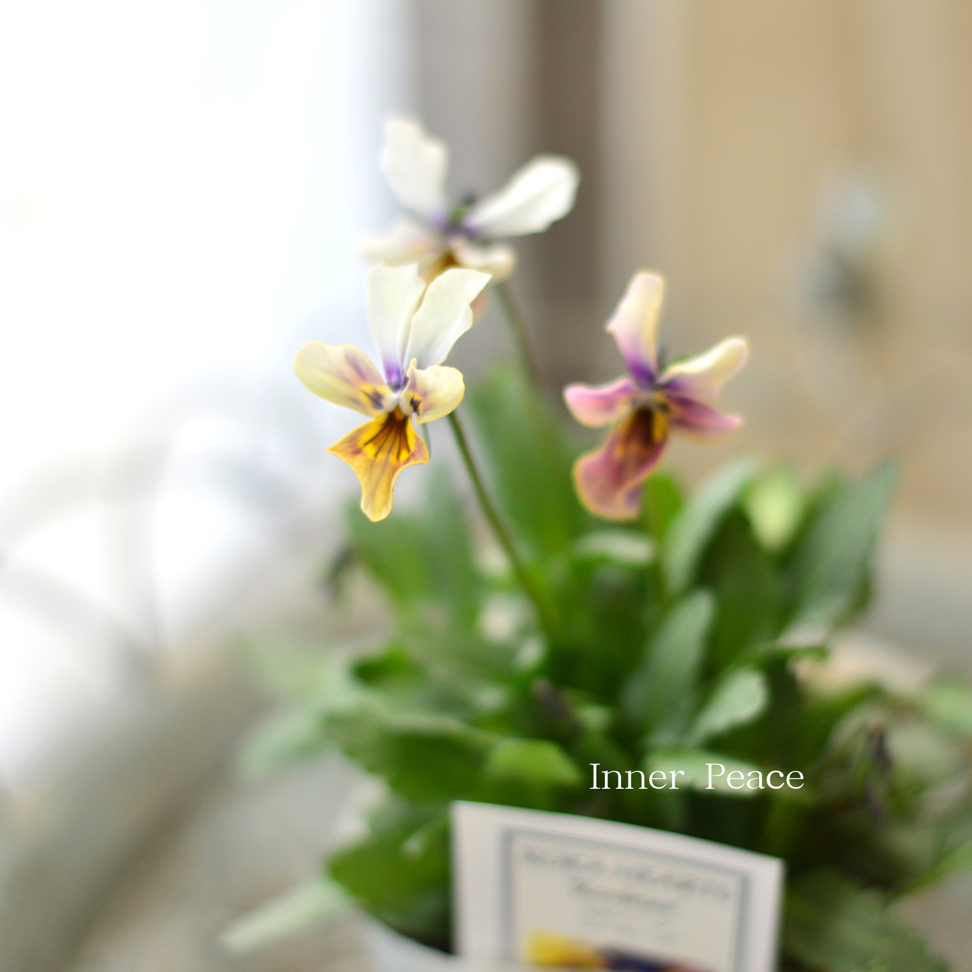 【美しい】 ビオラ　ロカハーツ　『ルーキーズ・E』　　3.5寸POT