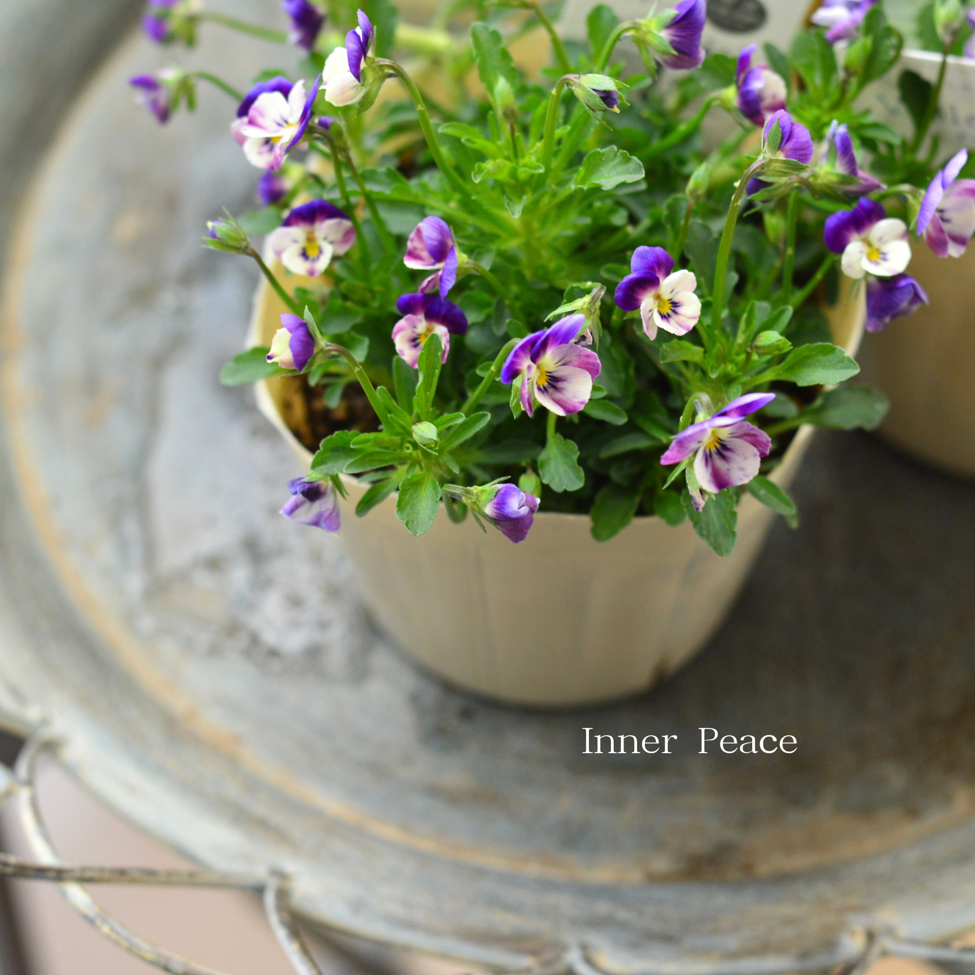 【VEGIHANA FARMさん】 小輪ビオラ　『ビオレッタ・しずく　E』　　3.5寸POT