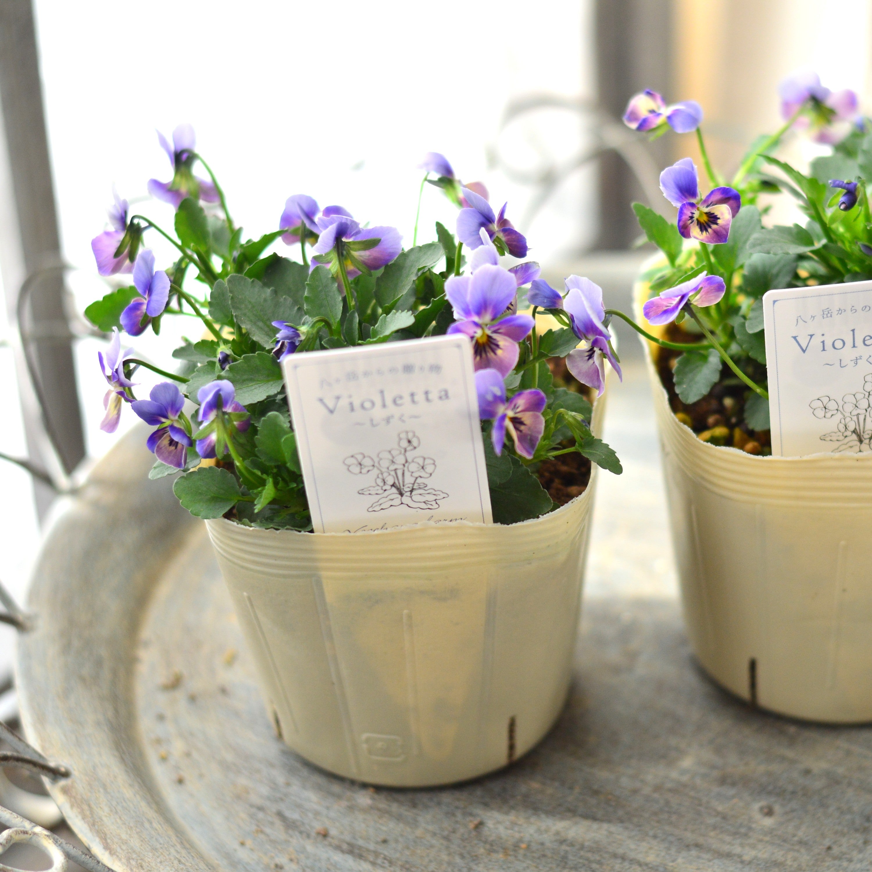 【VEGIHANA FARMさん】 小輪ビオラ　『ビオレッタ・しずく　E』　　3.5寸POT