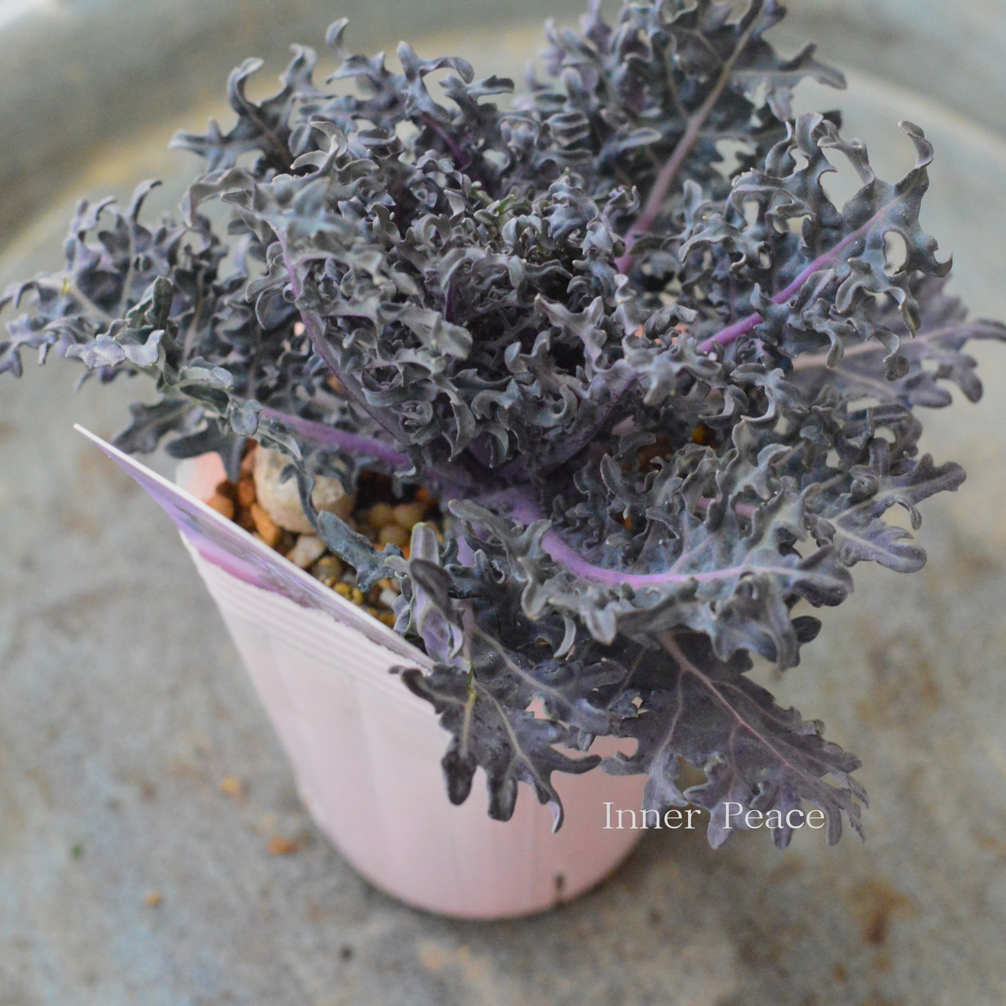 【k-plantsさん】 グレイッシュケール　『ファントム・E』   2寸POT