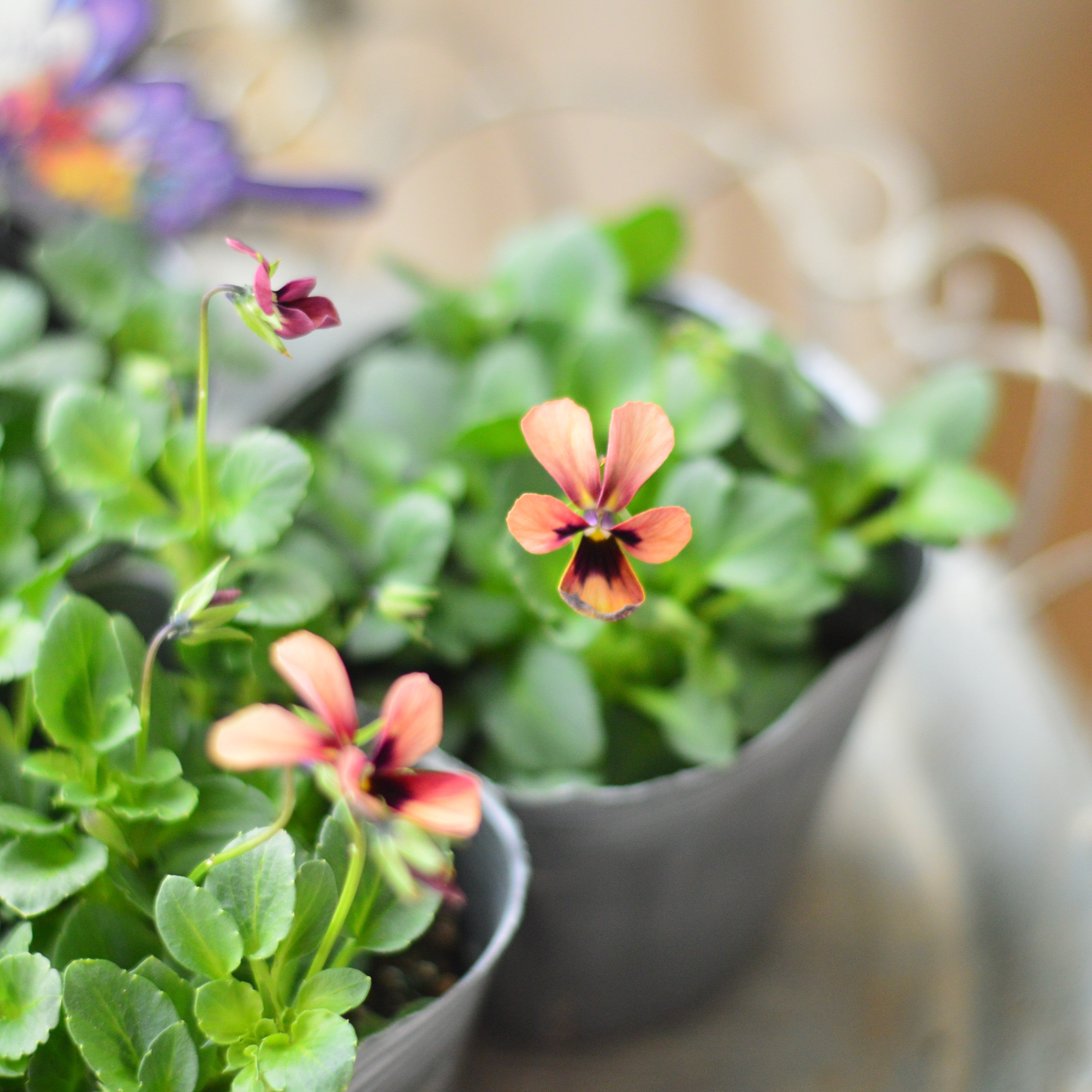 【うえたさん育種】 ビオラ 『パピヨンワールド・E』　3.5寸POT