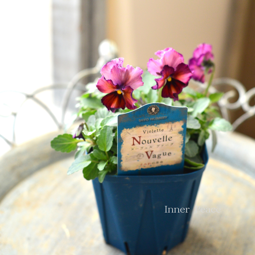 サトウ園芸さん】 ビオラ 『ヌーベルヴァーグ～すみれの革命～ E』 3.5