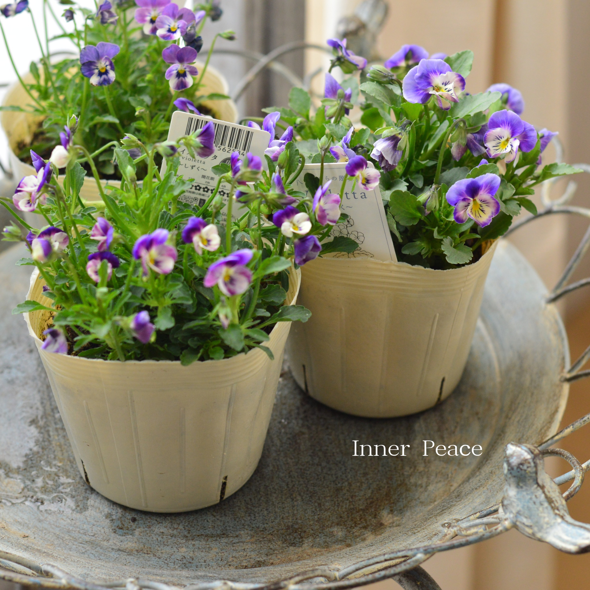 【VEGIHANA FARMさん】 小輪ビオラ　『ビオレッタ・しずく　E』　　3.5寸POT
