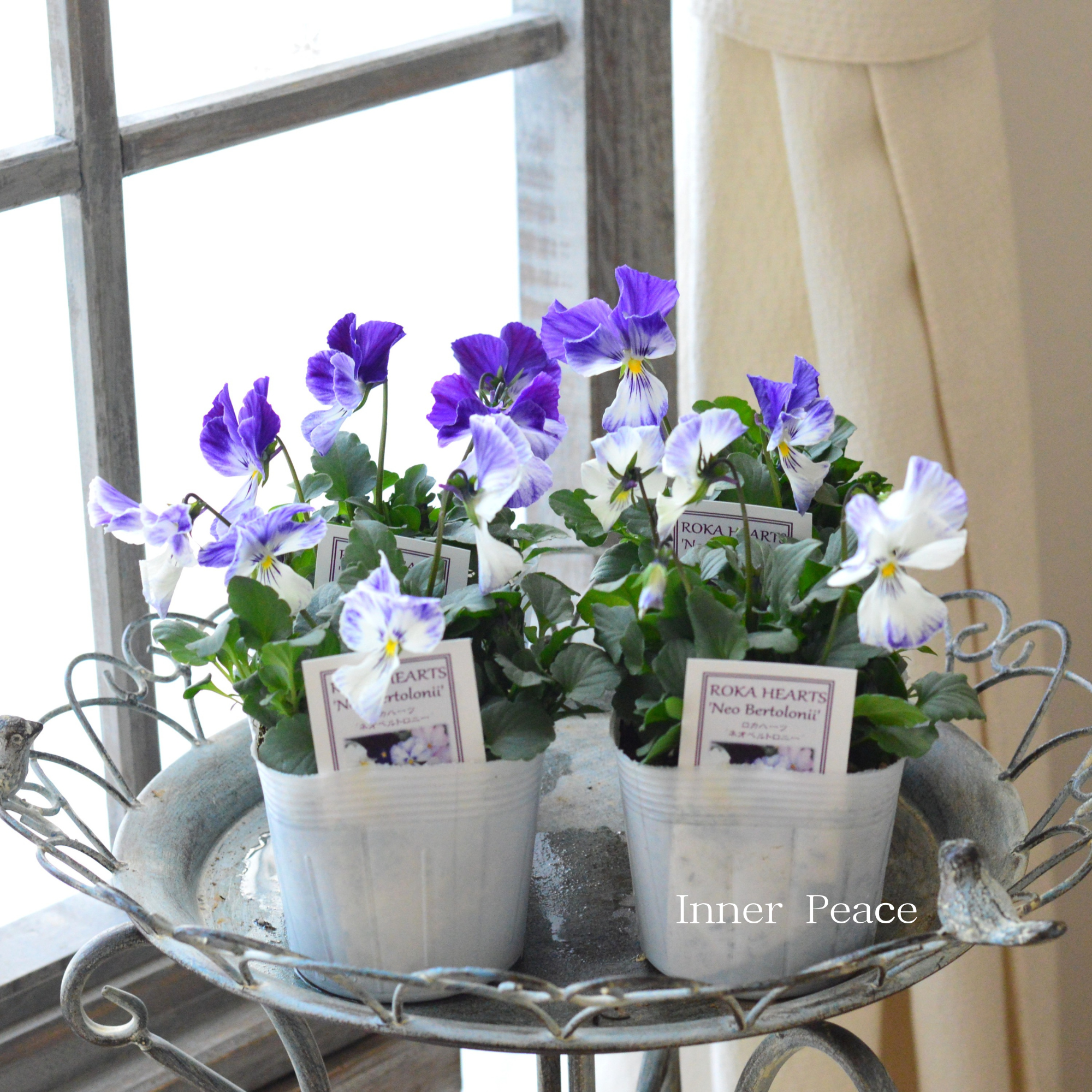 【美しい】 ビオラ　ロカハーツ　『ネオベルトロニー・E』　　3.5寸POT