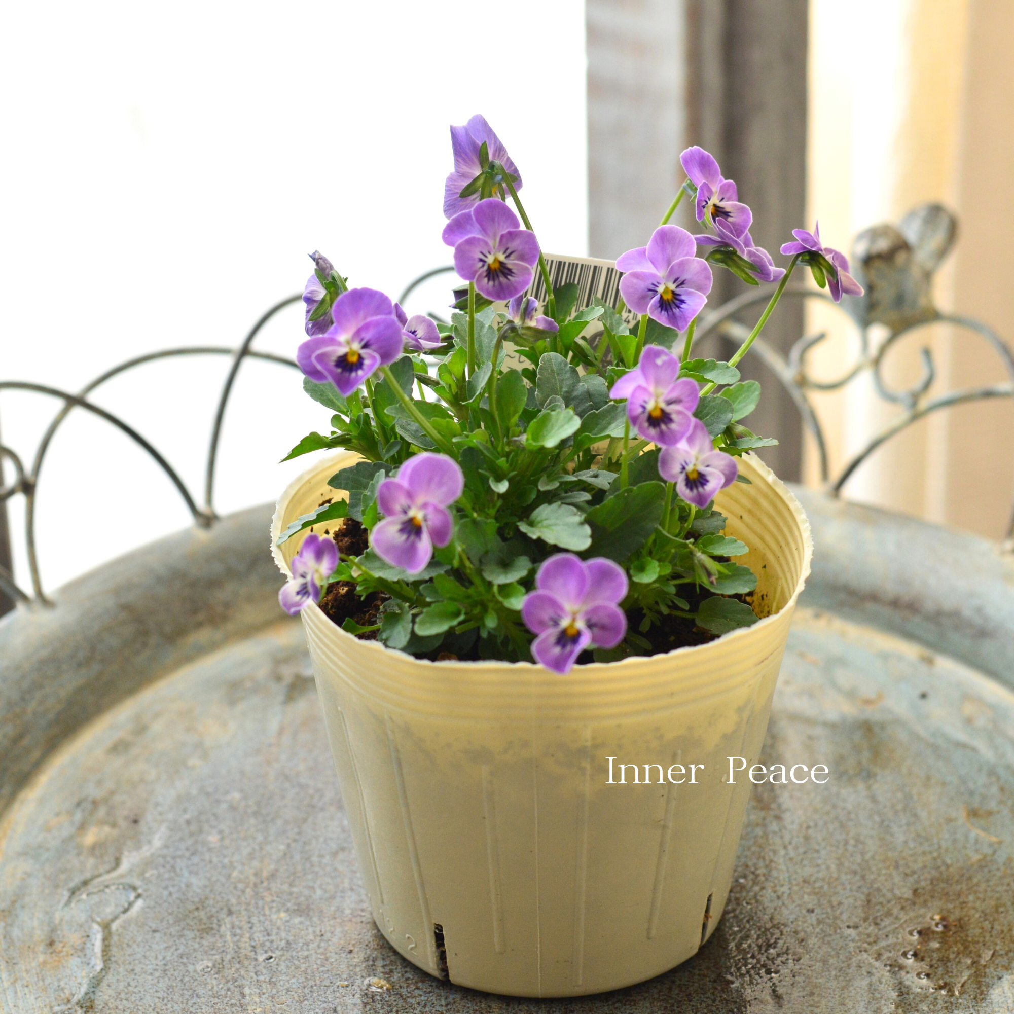 VEGIHANA FARMさん】 小輪ビオラ 『ビオレッタ・しずく F』 3.5寸POT