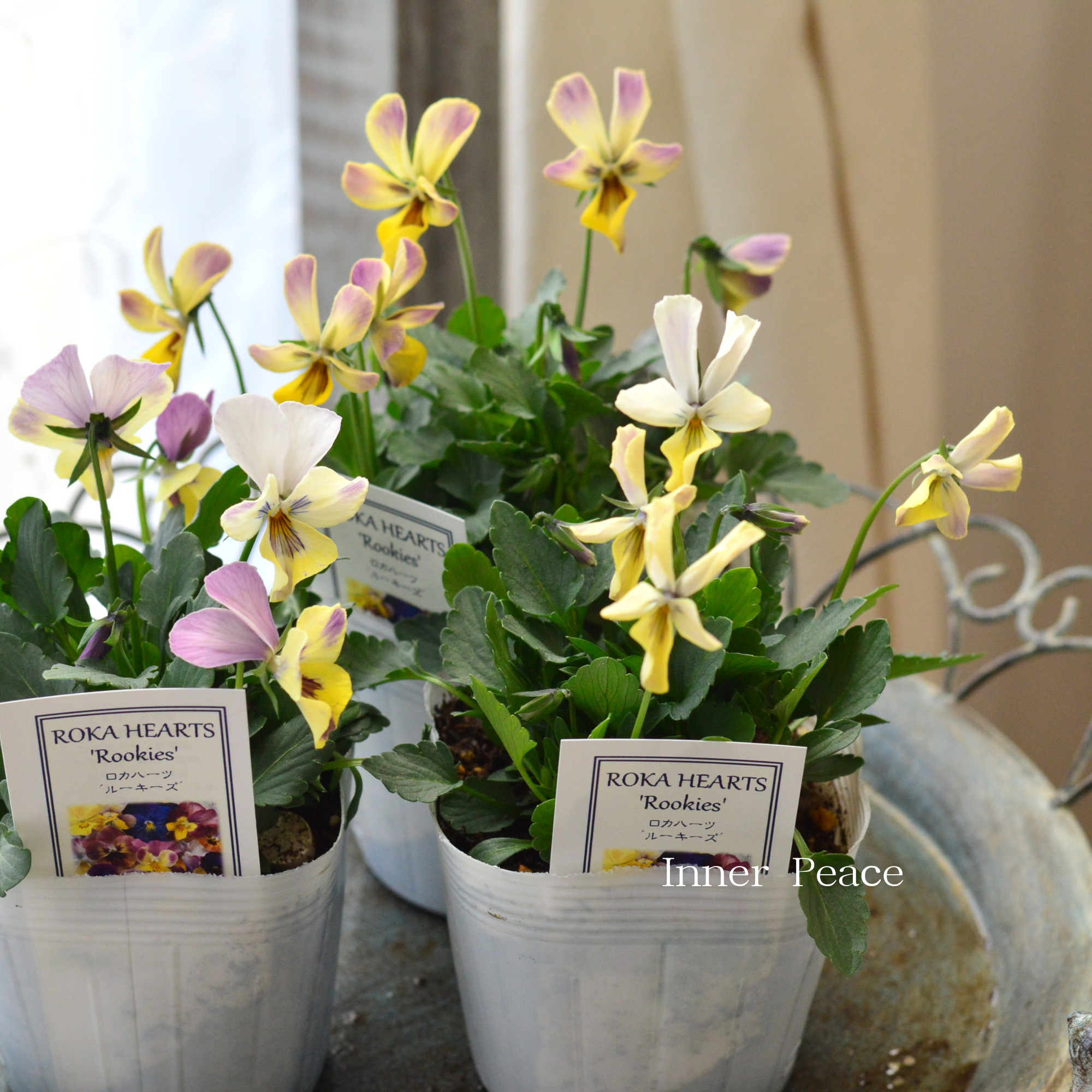 【美しい】 ビオラ　ロカハーツ　『ルーキーズ・F』　　3.5寸POT