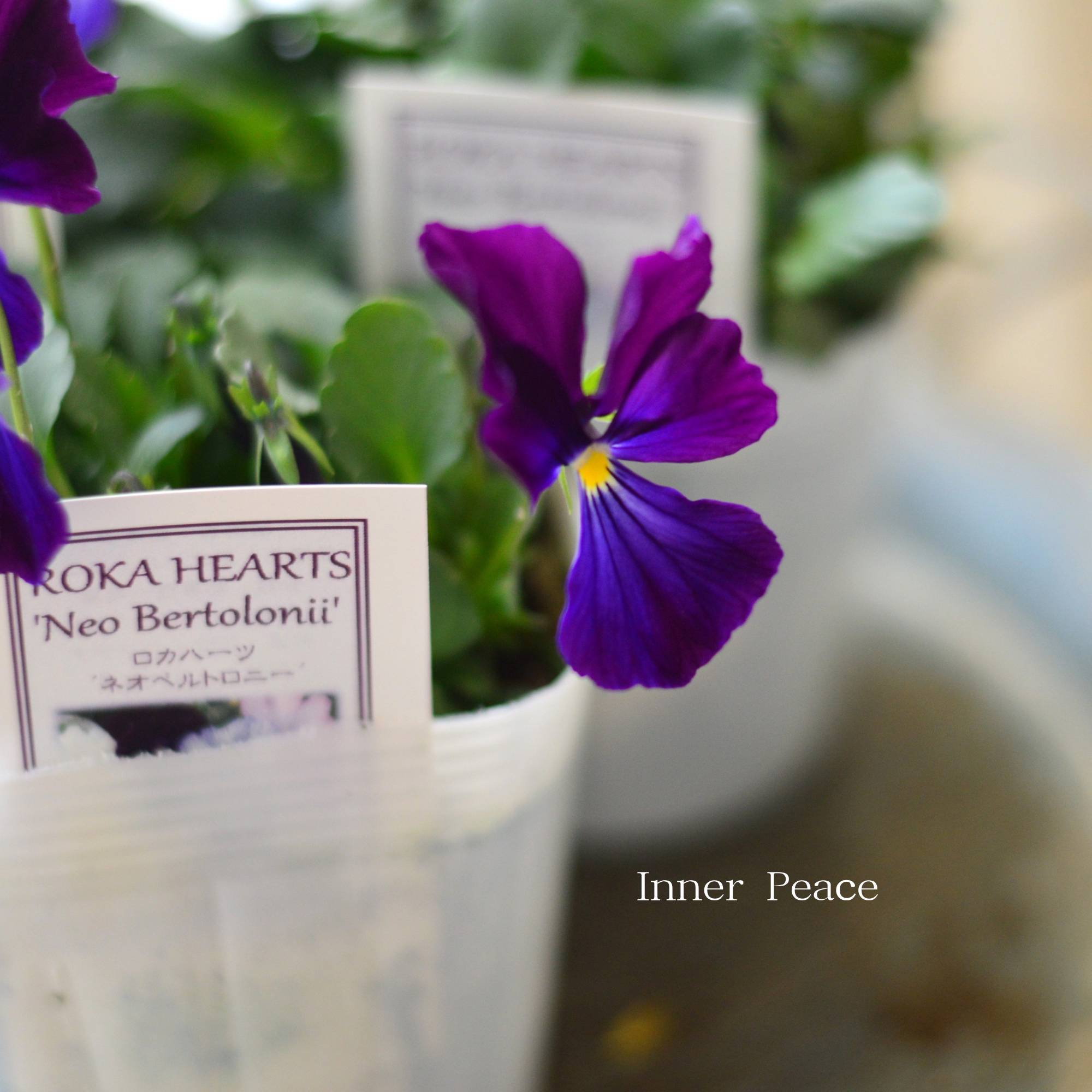 【美しい】 ビオラ　ロカハーツ　『ネオベルトロニー・F』　　3.5寸POT