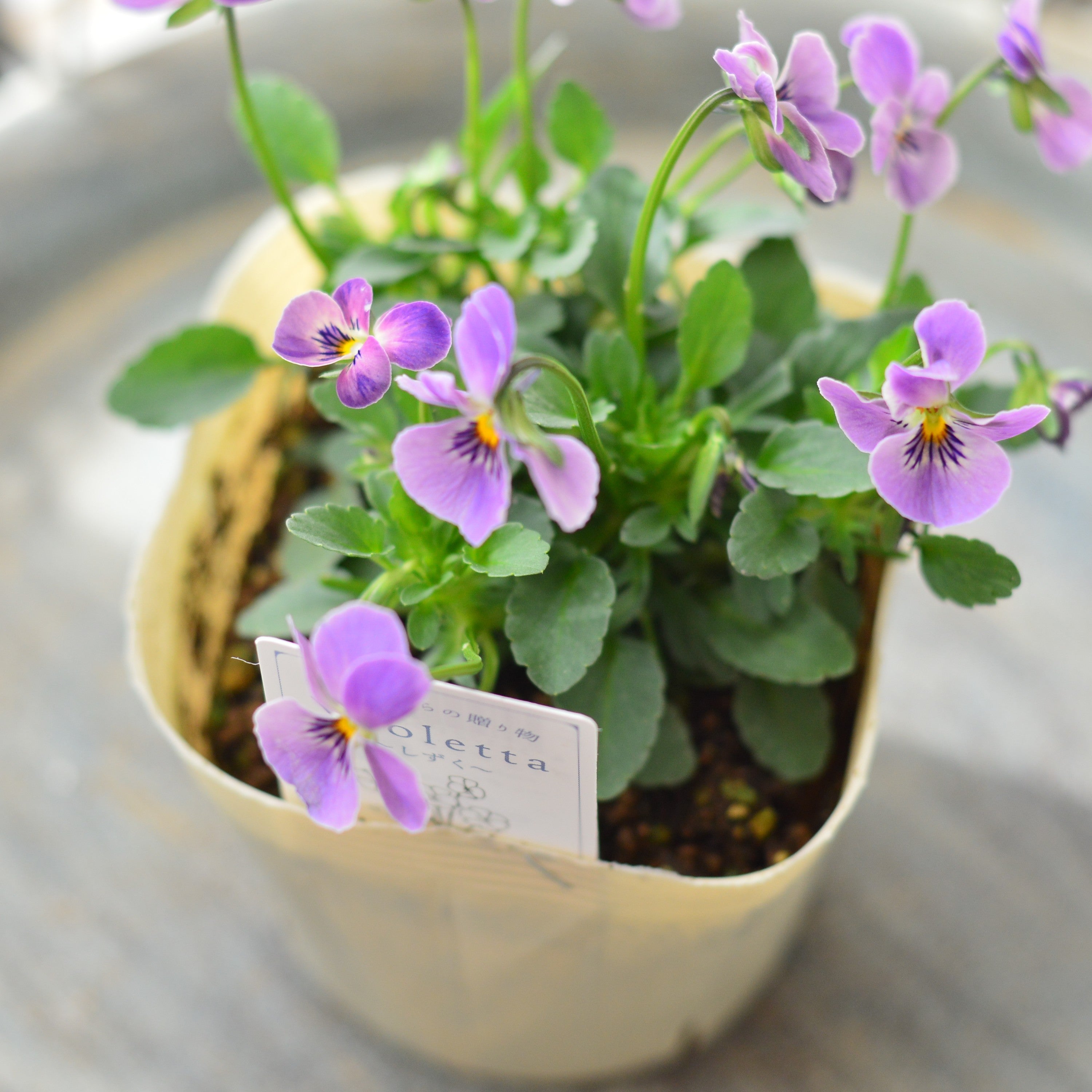 【VEGIHANA FARMさん】 小輪ビオラ　『ビオレッタ・しずく　F』　　3.5寸POT