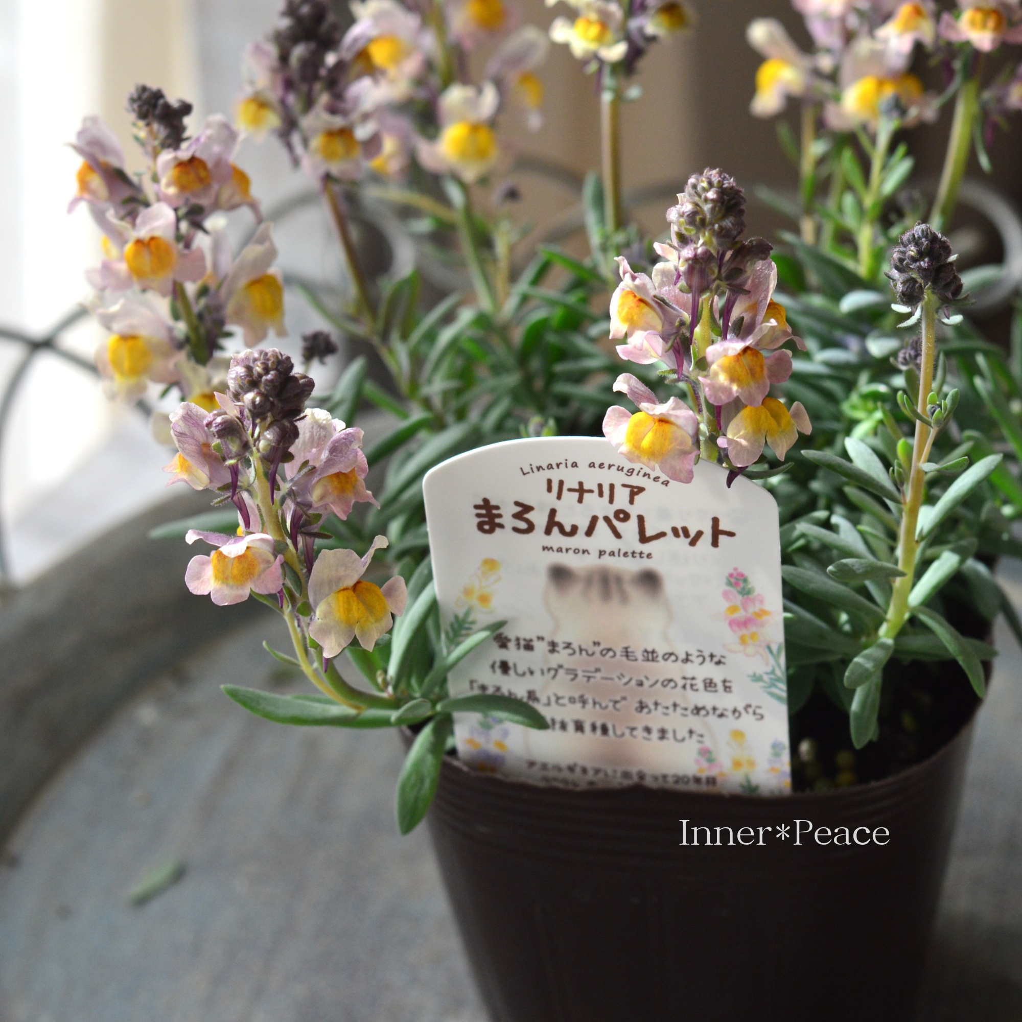 【かわいい】 リナリア 『まろんパレット・F』　3.5寸POT
