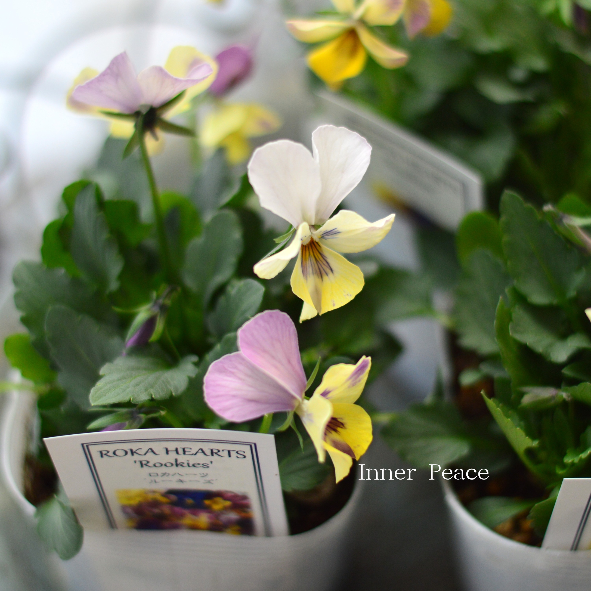 【美しい】 ビオラ　ロカハーツ　『ルーキーズ・F』　　3.5寸POT