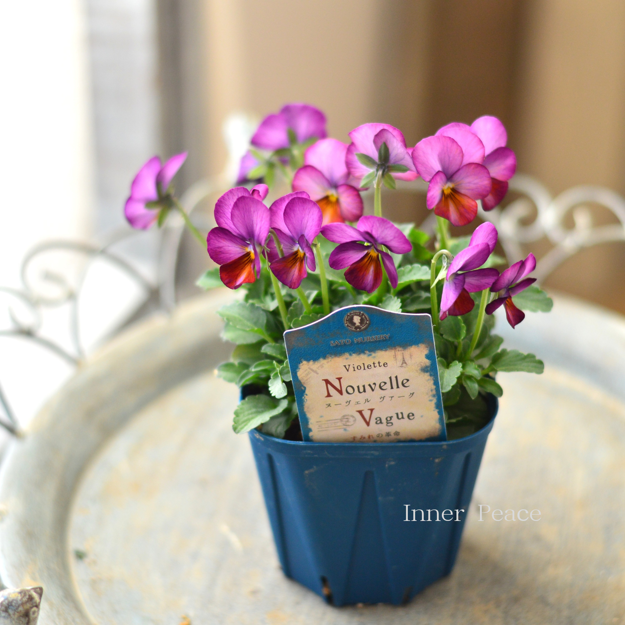 【サトウ園芸さん】 ビオラ 『ヌーベルヴァーグ～すみれの革命～　F』　　3.5寸硬質POT