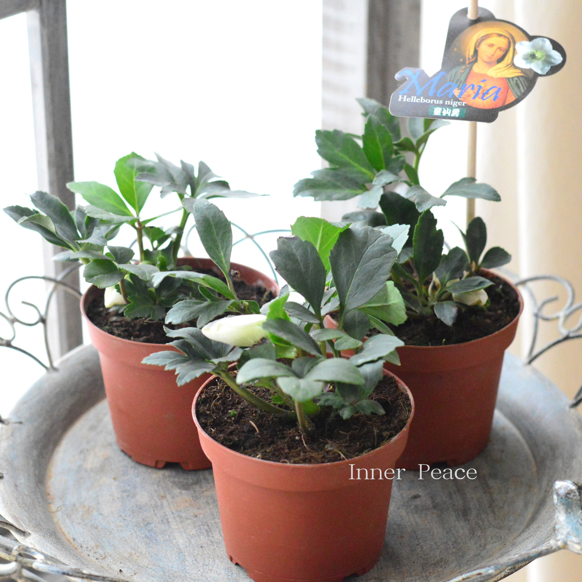 花苗 – ページ 2