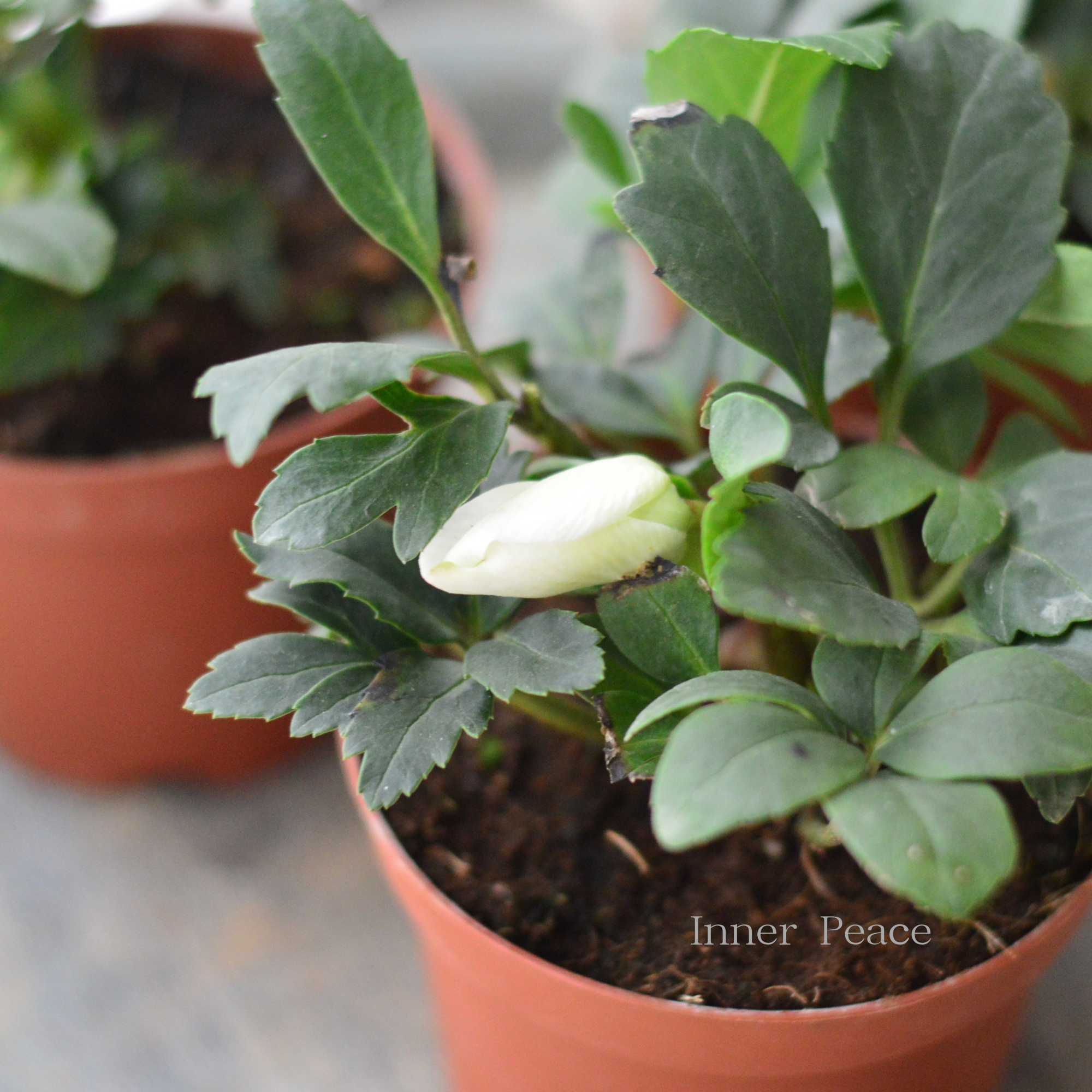 【童仙房さん】  クリスマスローズ　『ニゲル・Ｆ１マリア』　　3.5寸POT