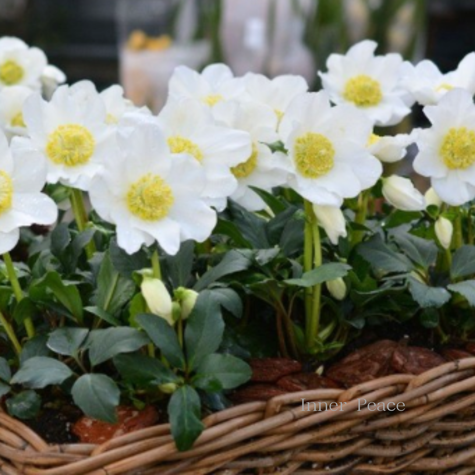 【童仙房さん】  クリスマスローズ　『ニゲル・Ｆ１マリア』　　3.5寸POT