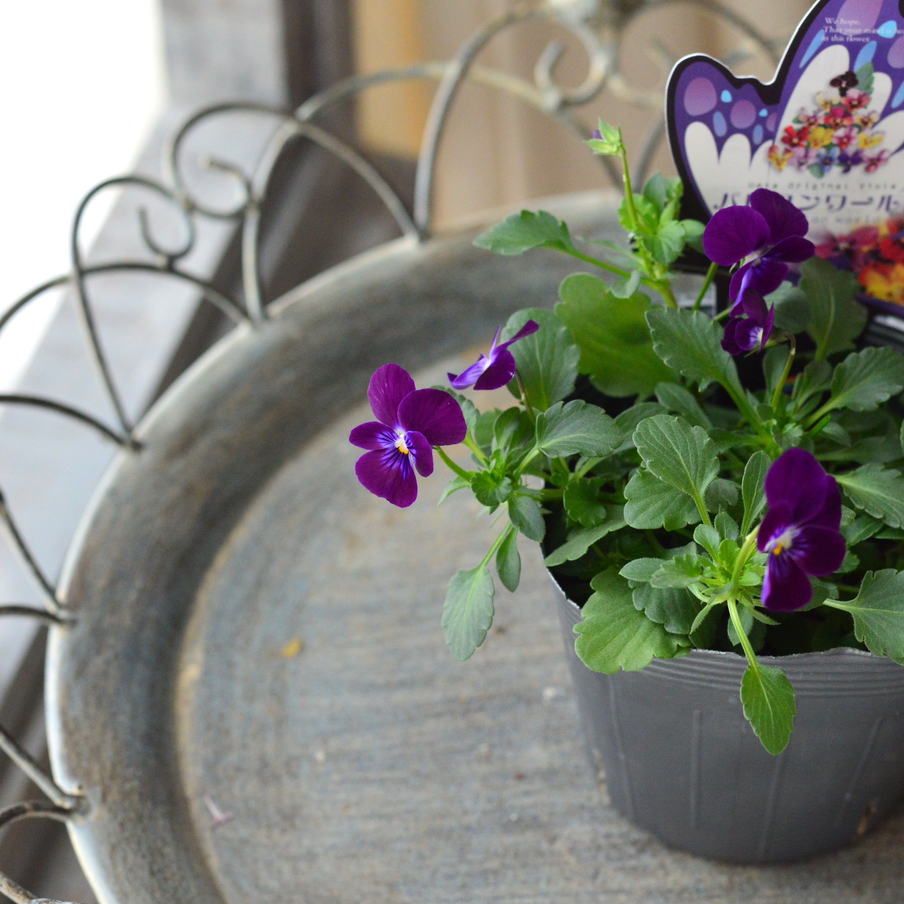 【うえたさん育種】 ビオラ 『パピヨンワールド・F』　3.5寸POT