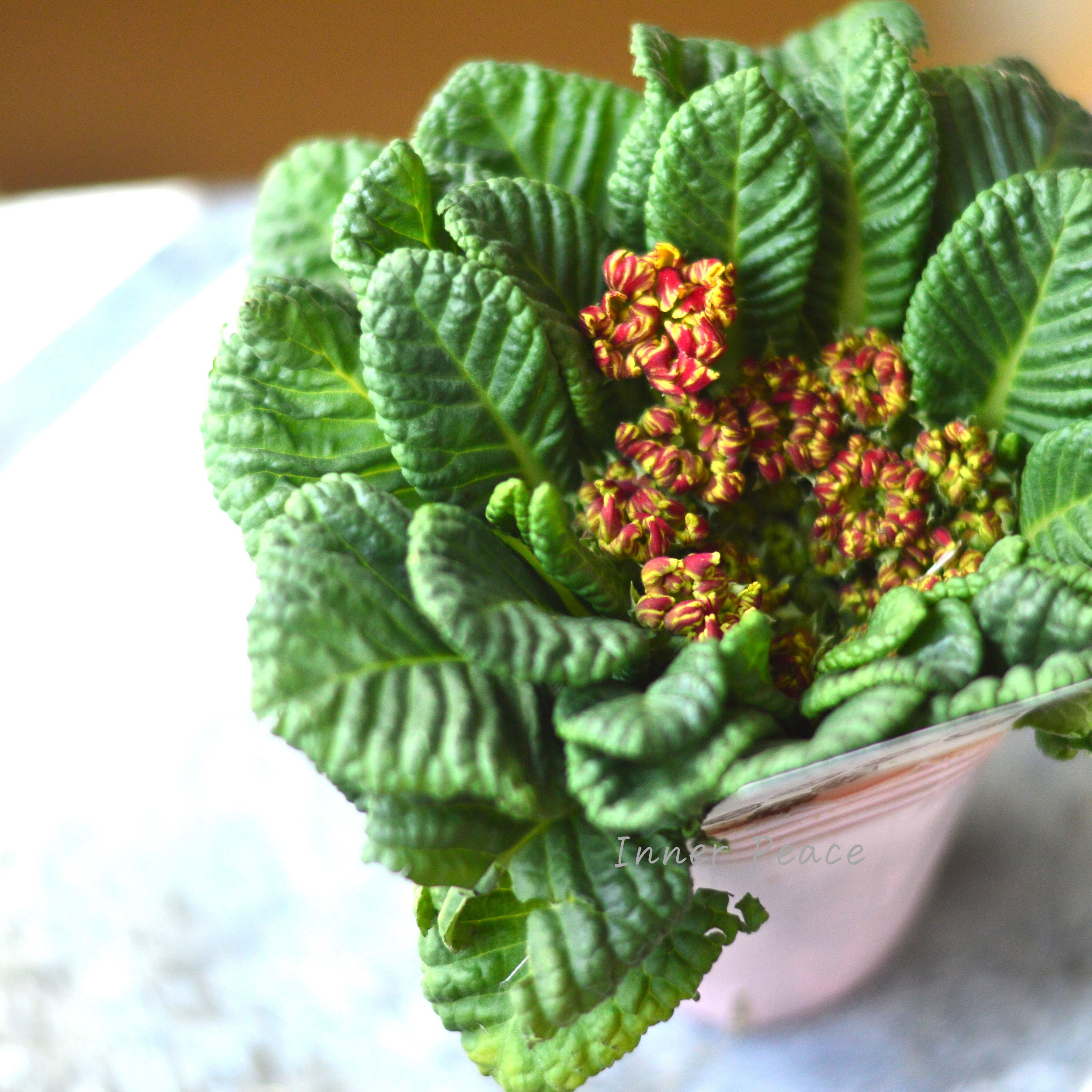 【k-plantsさん】 フリンジ咲き プリムラ 『クラシカルラパン・F』  　2.5寸ロングPOT