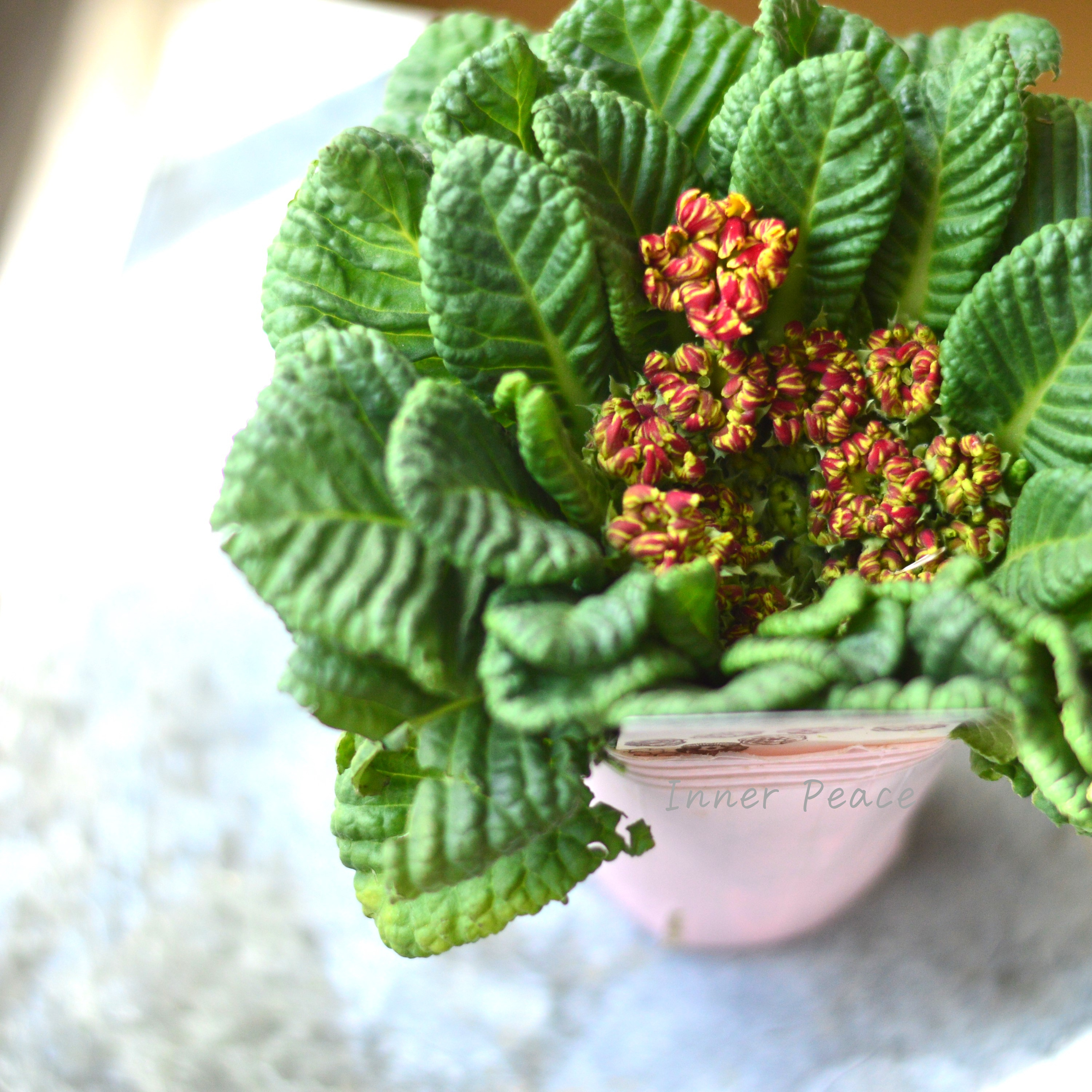 【k-plantsさん】 フリンジ咲き プリムラ 『クラシカルラパン・F』  　2.5寸ロングPOT