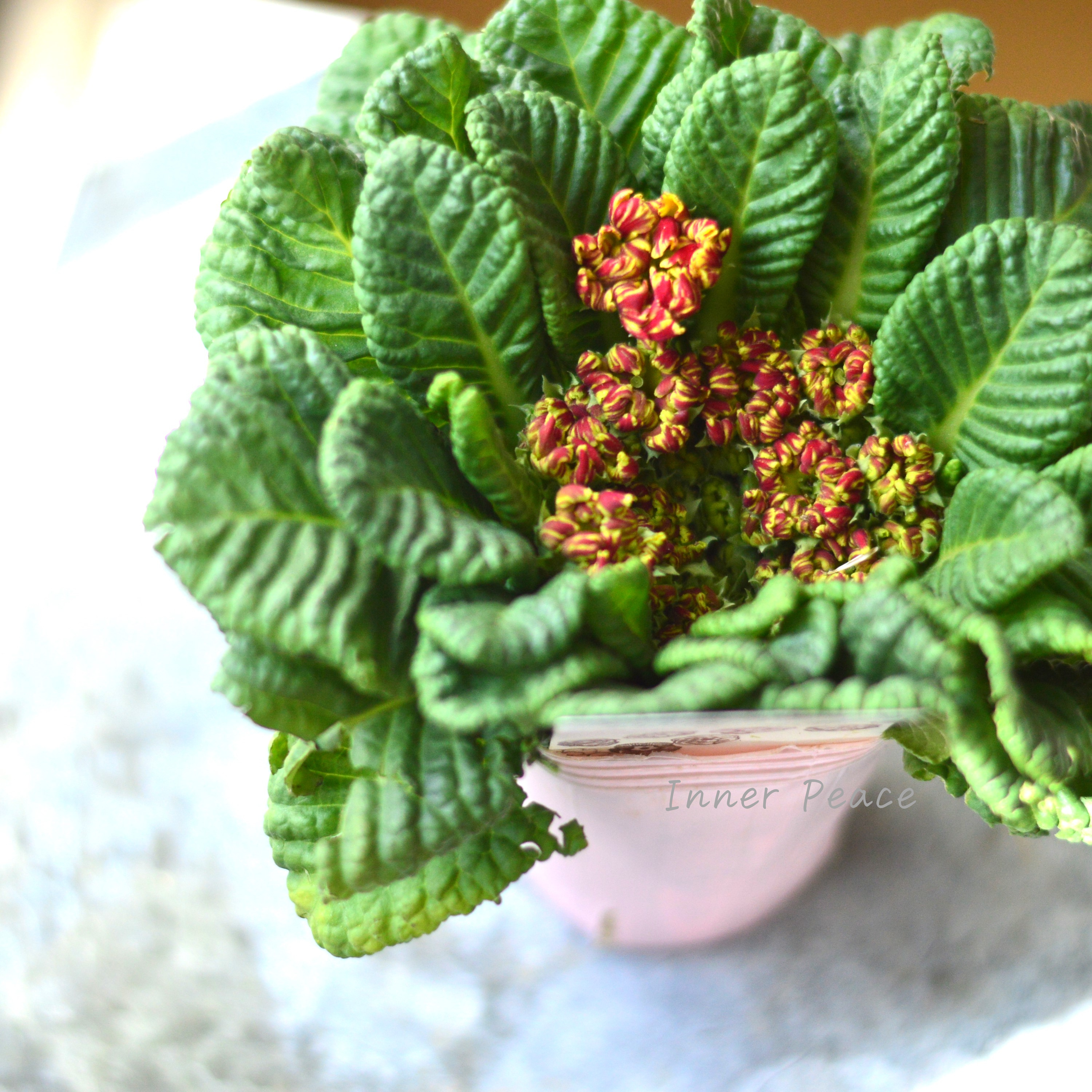 【k-plantsさん】 フリンジ咲き プリムラ 『クラシカルラパン・F』  　2.5寸ロングPOT