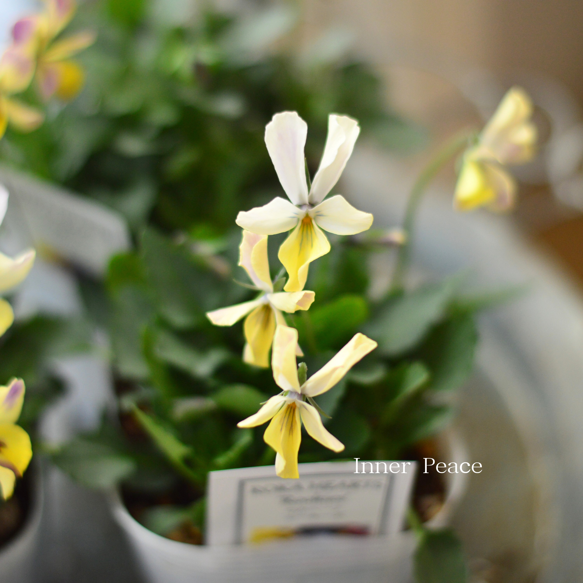 【美しい】 ビオラ　ロカハーツ　『ルーキーズ・F』　　3.5寸POT