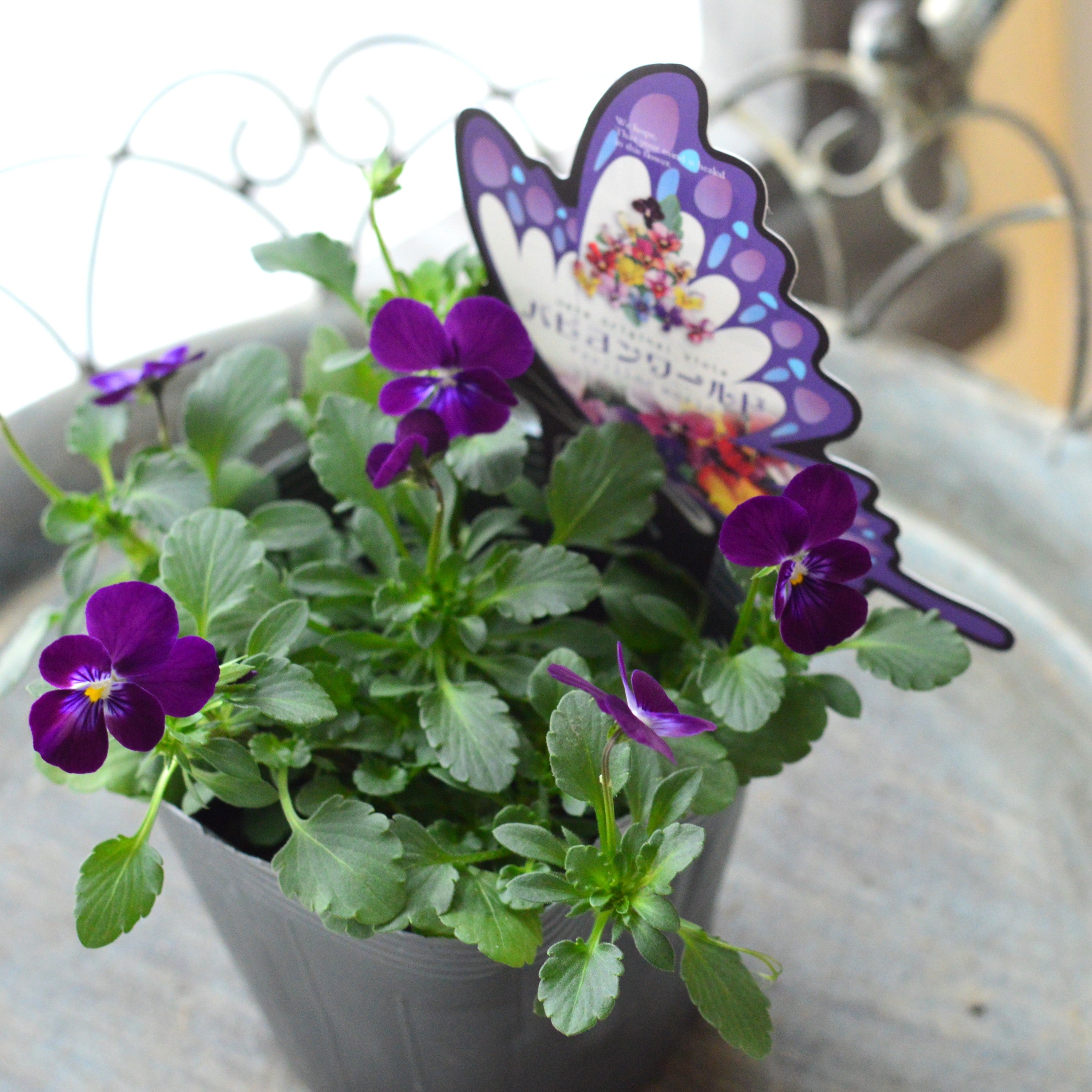 【うえたさん育種】 ビオラ 『パピヨンワールド・F』　3.5寸POT