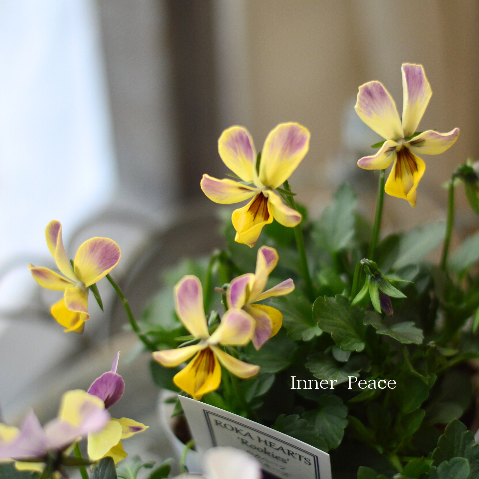 【美しい】 ビオラ　ロカハーツ　『ルーキーズ・F』　　3.5寸POT