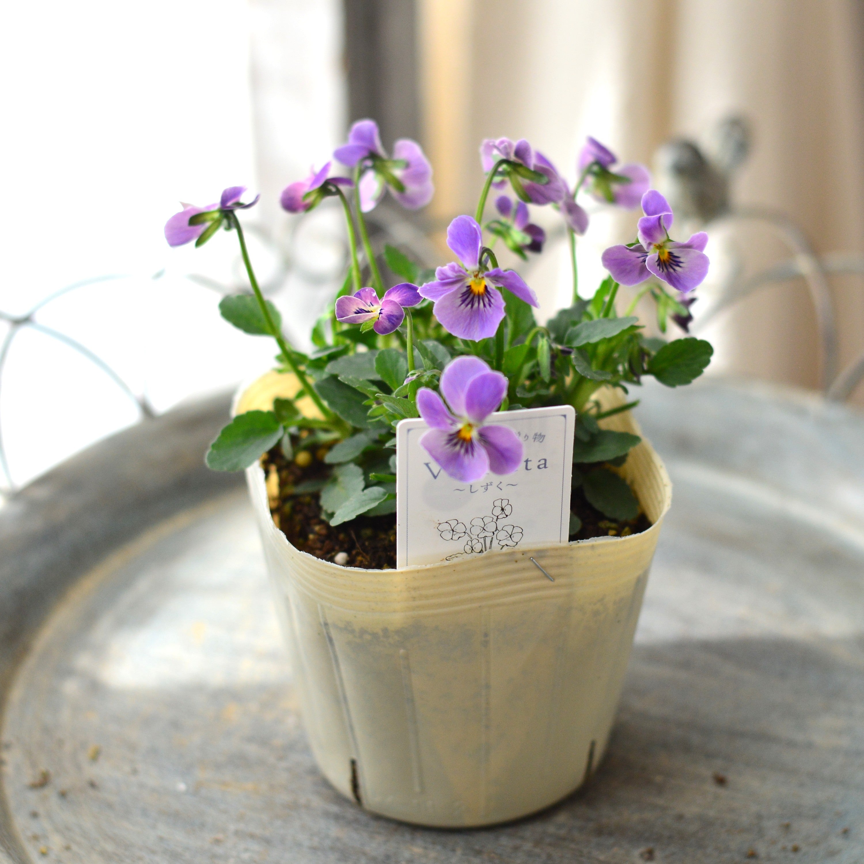 【VEGIHANA FARMさん】 小輪ビオラ　『ビオレッタ・しずく　F』　　3.5寸POT