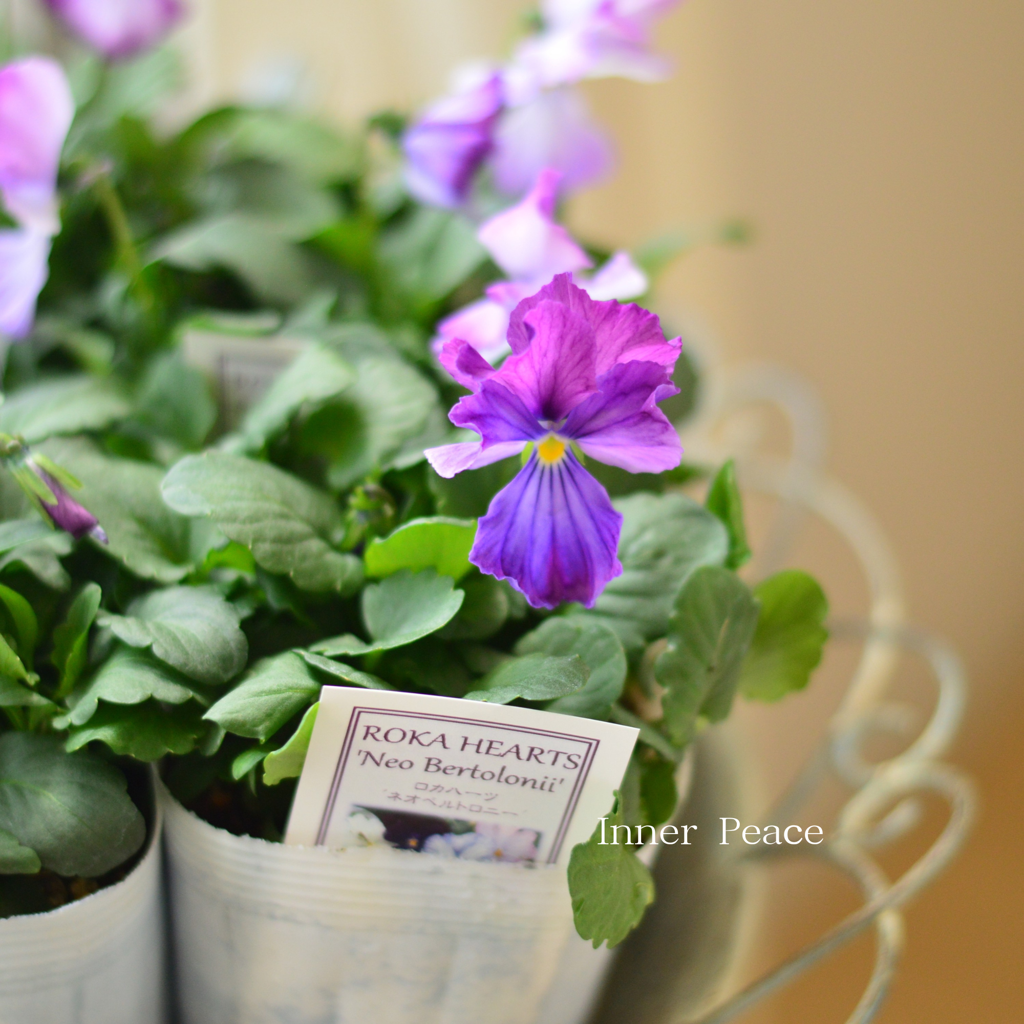 【美しい】 ビオラ　ロカハーツ　『ネオベルトロニー・G』　　3.5寸POT