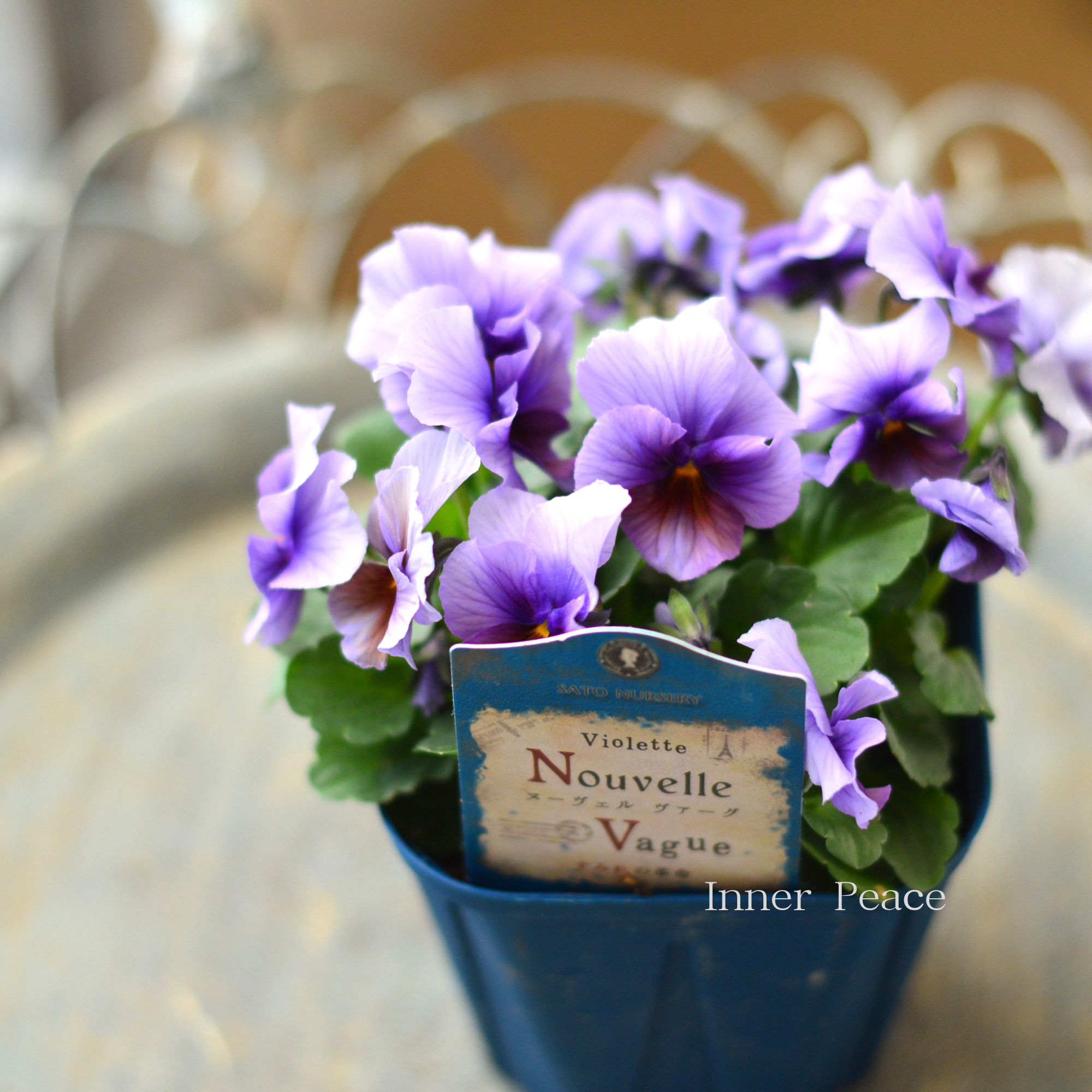 【サトウ園芸さん】 ビオラ 『ヌーベルヴァーグ～すみれの革命～　G』　　3.5寸硬質POT