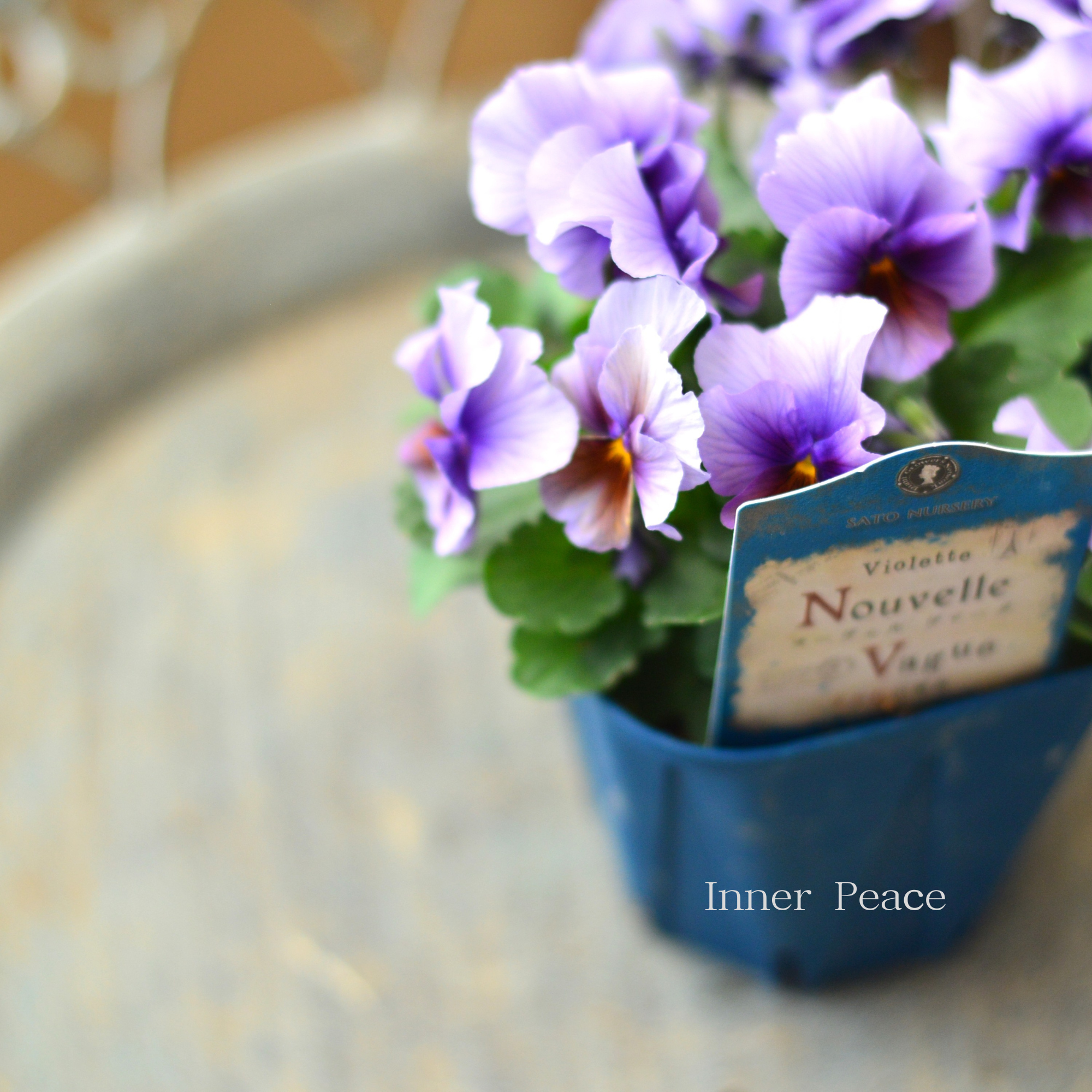 【サトウ園芸さん】 ビオラ 『ヌーベルヴァーグ～すみれの革命～　G』　　3.5寸硬質POT