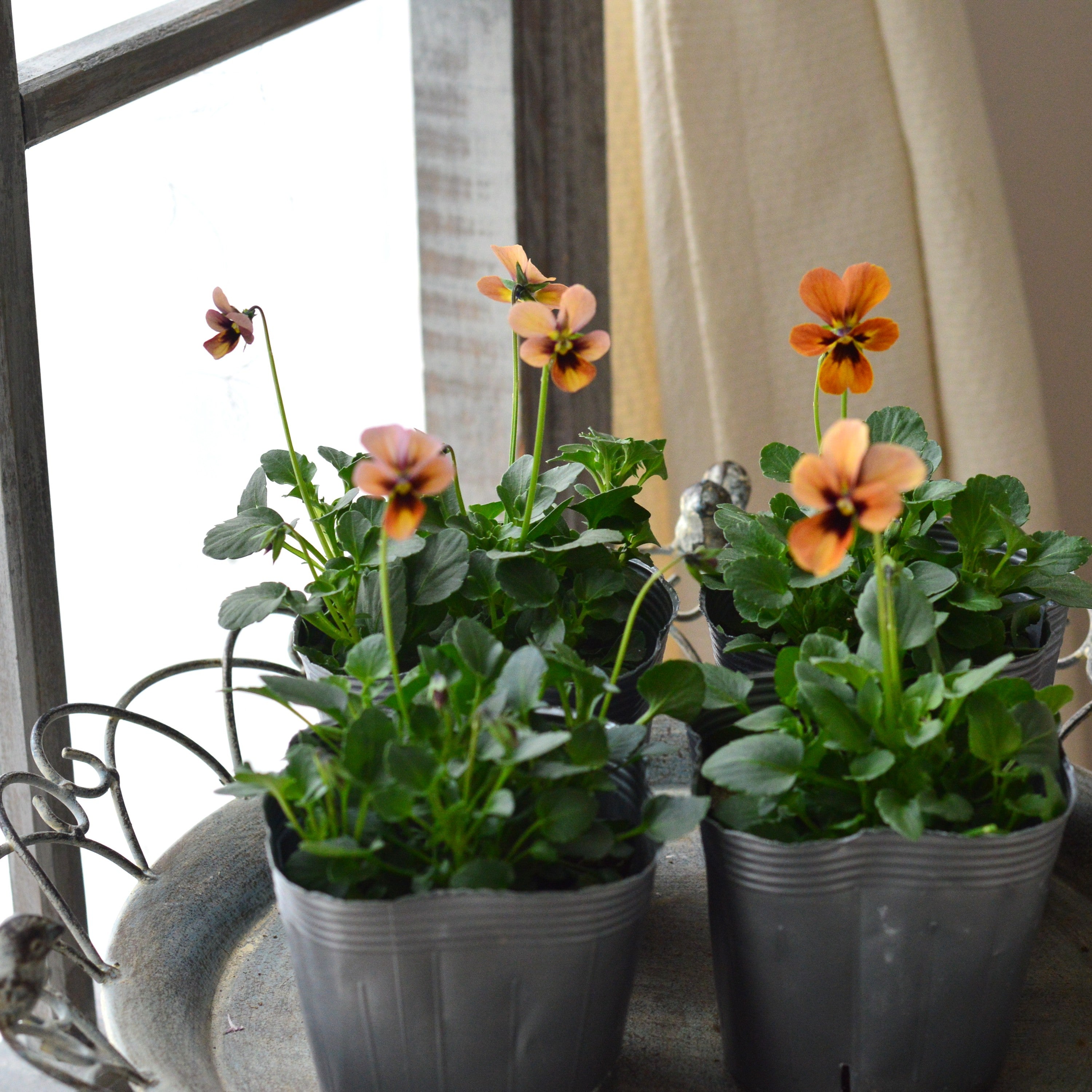 【うえたさん育種】 ビオラ 『パピヨンワールド・G』　3.5寸POT