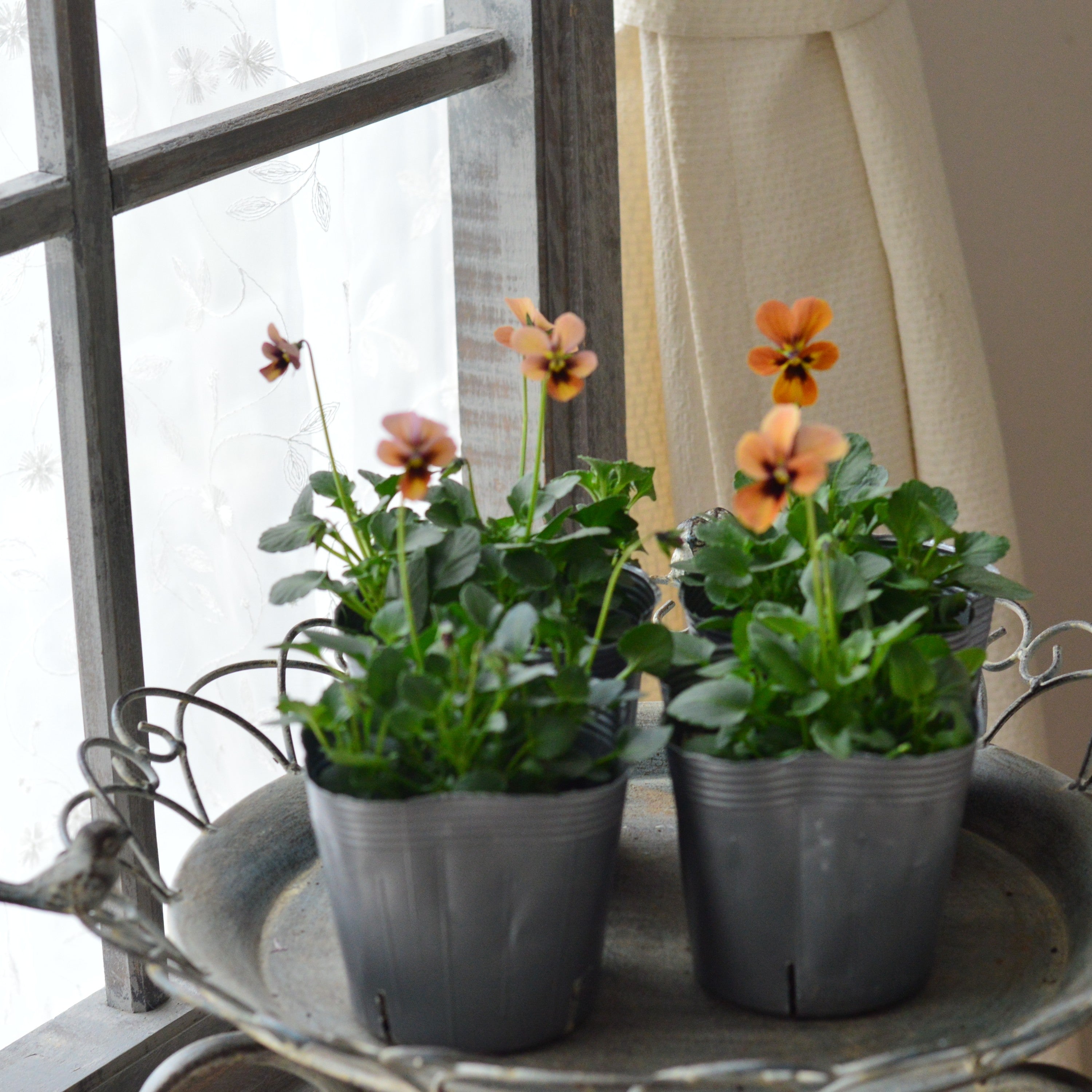 【うえたさん育種】 ビオラ 『パピヨンワールド・G』　3.5寸POT